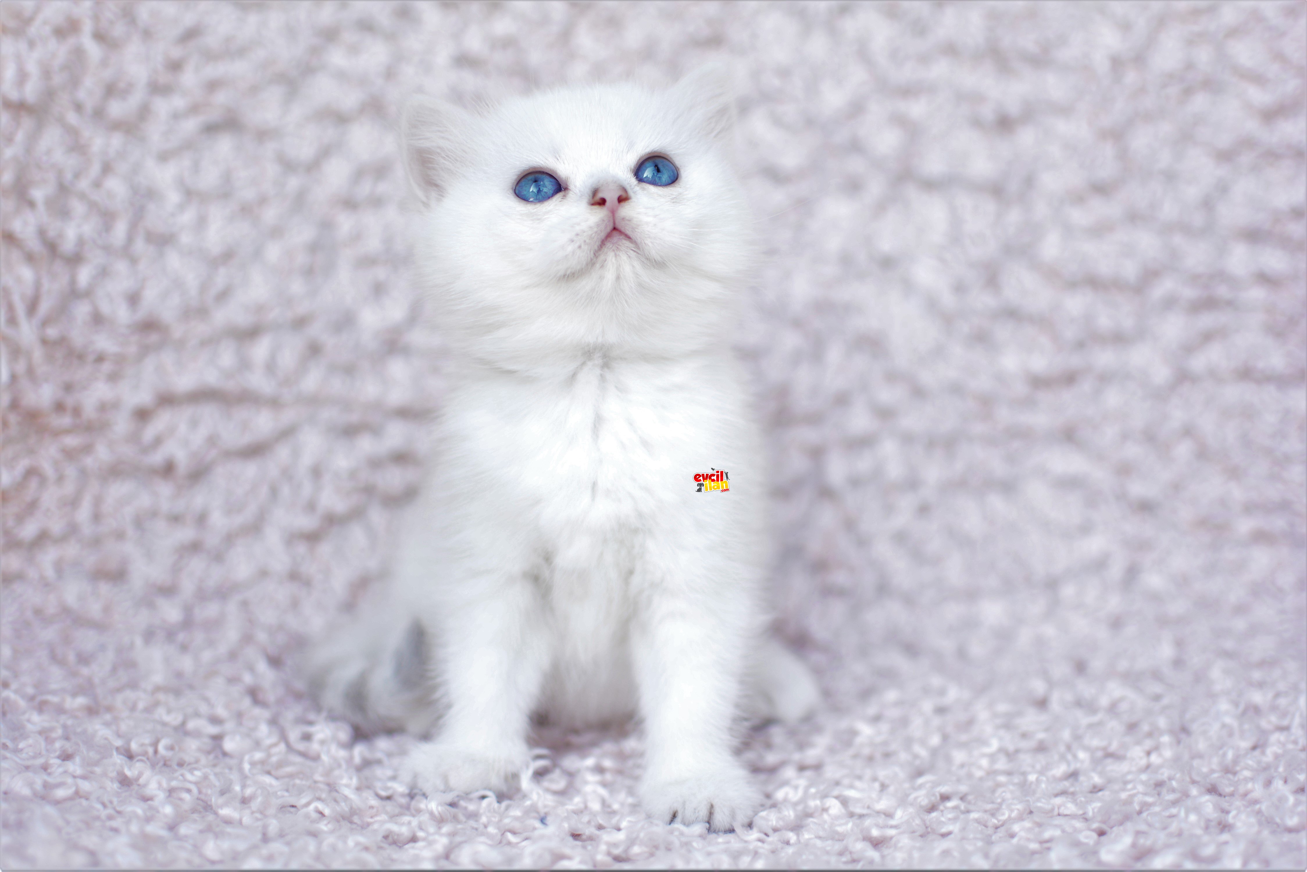 BULUT BEYAZI SILVER NS1133 BRITISH SHORTHAIR