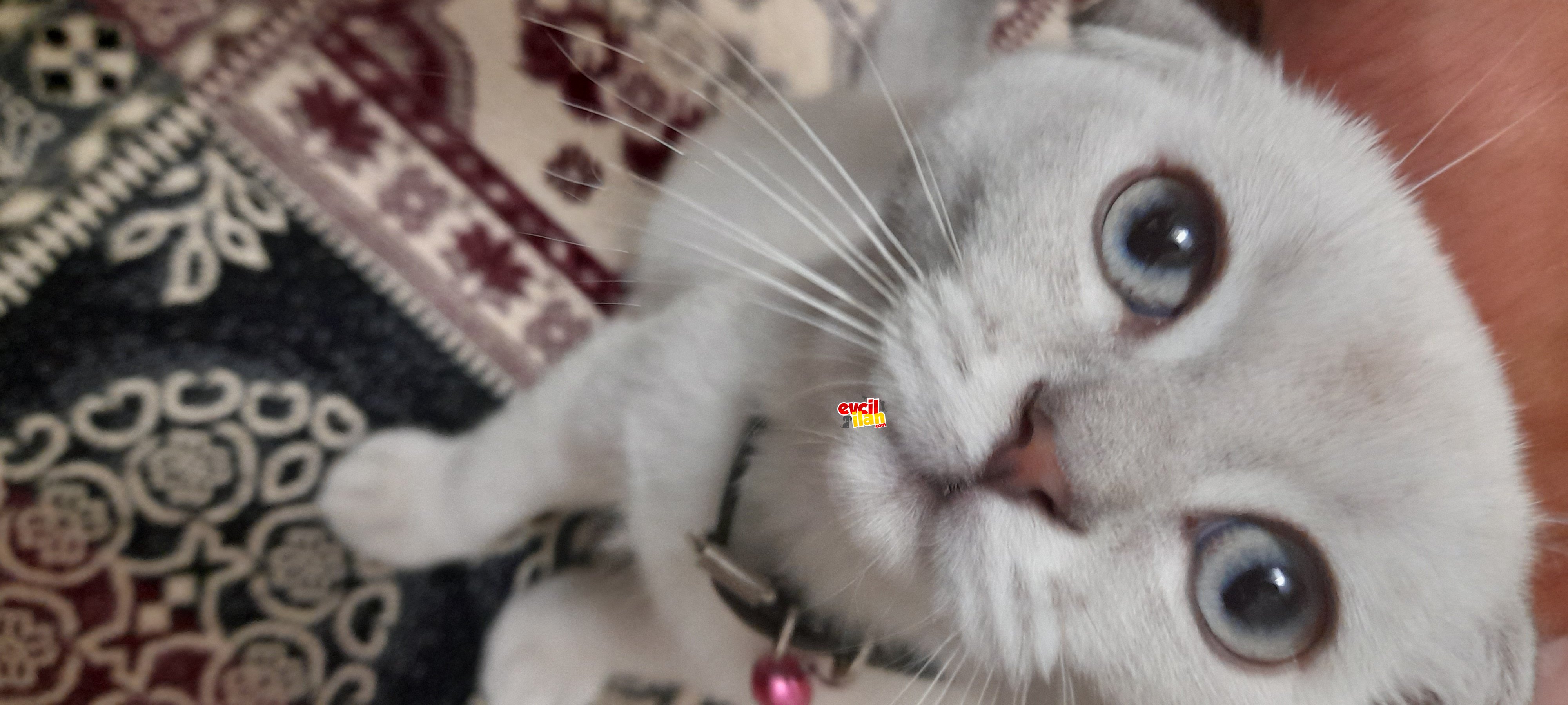 Bulut