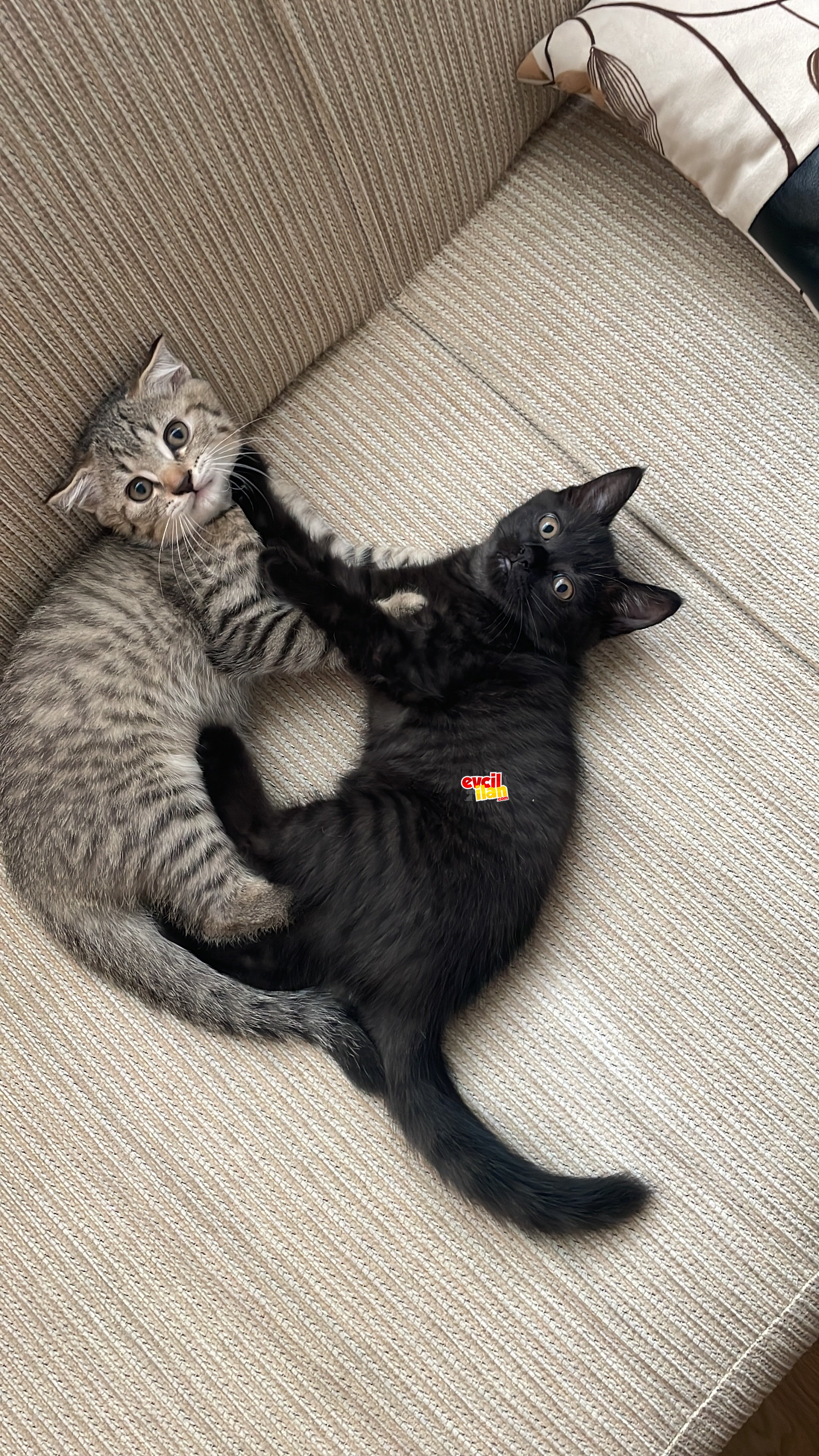 Bursa kedi 