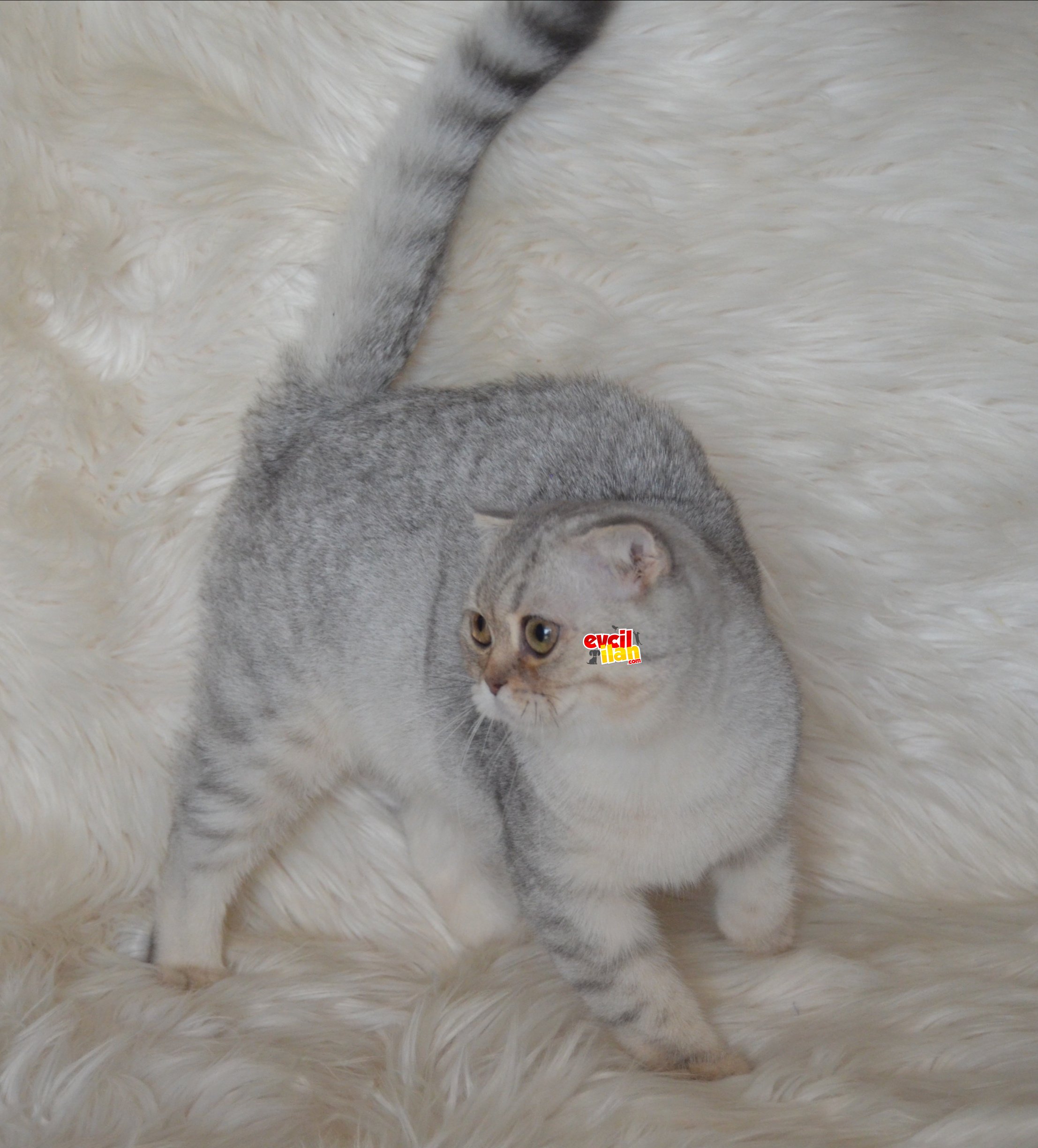 Bursa Show Kalite Silver Scottish Fold Dişi 5Aylık