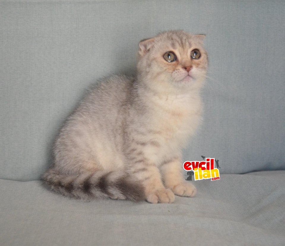 Bursa Silver Scottish Fold Dişi 