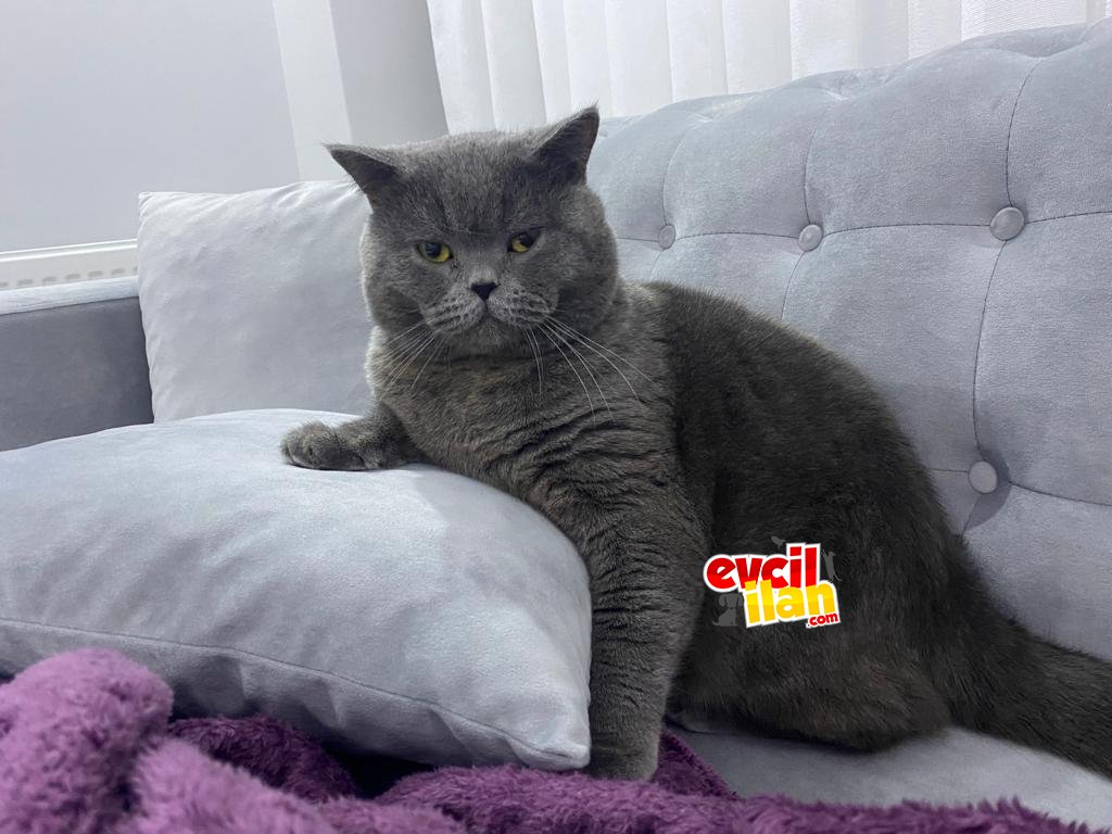 Çakılı Sahiplendiriyoruz 