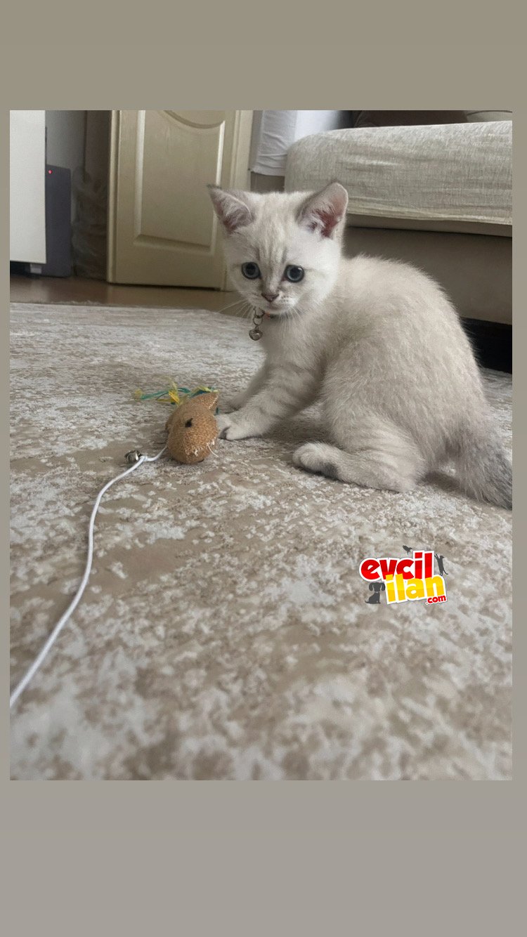 Çakır gözlümm