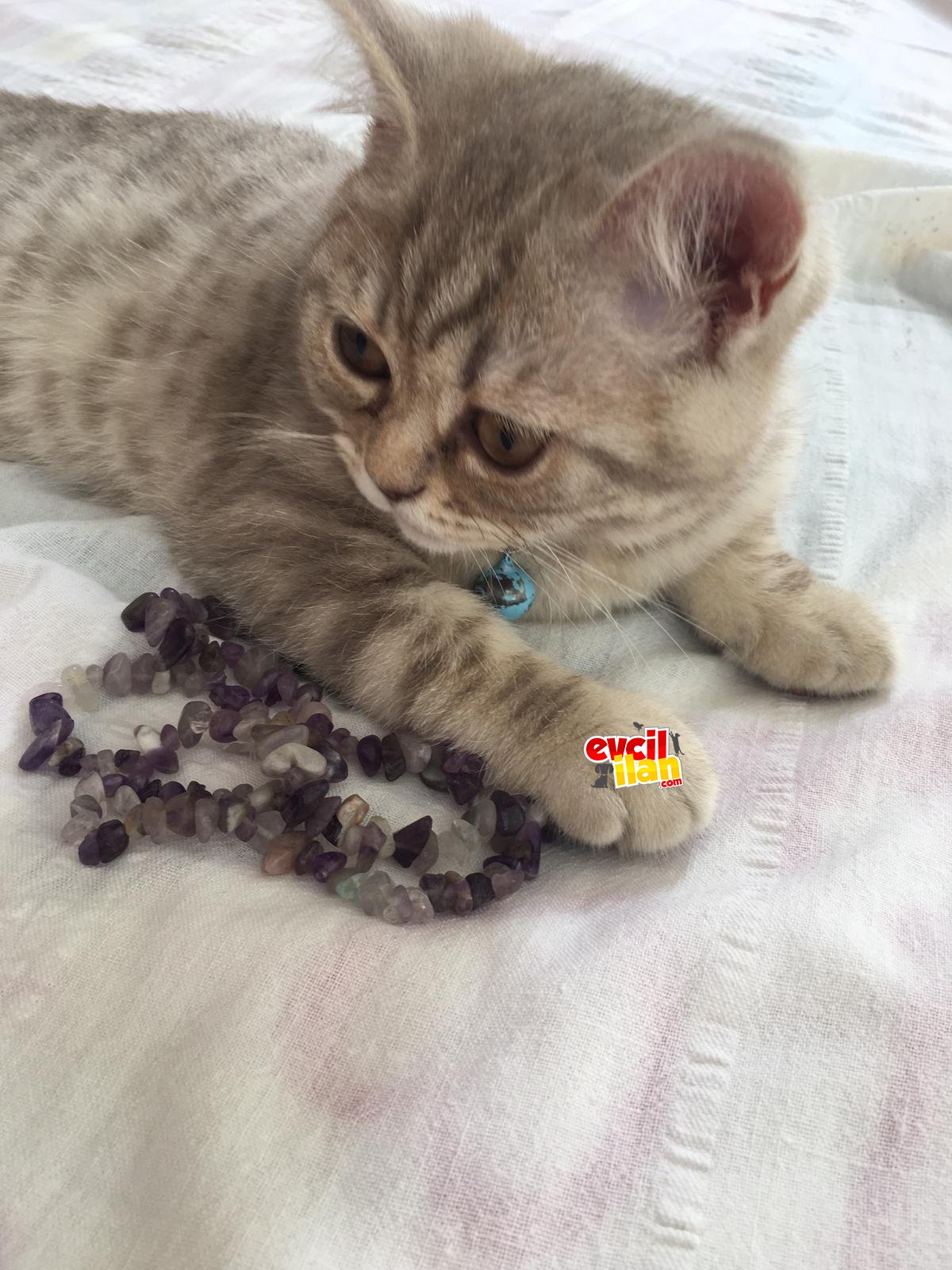 Cana yakın bi can dost edinmek isteyen varsa 