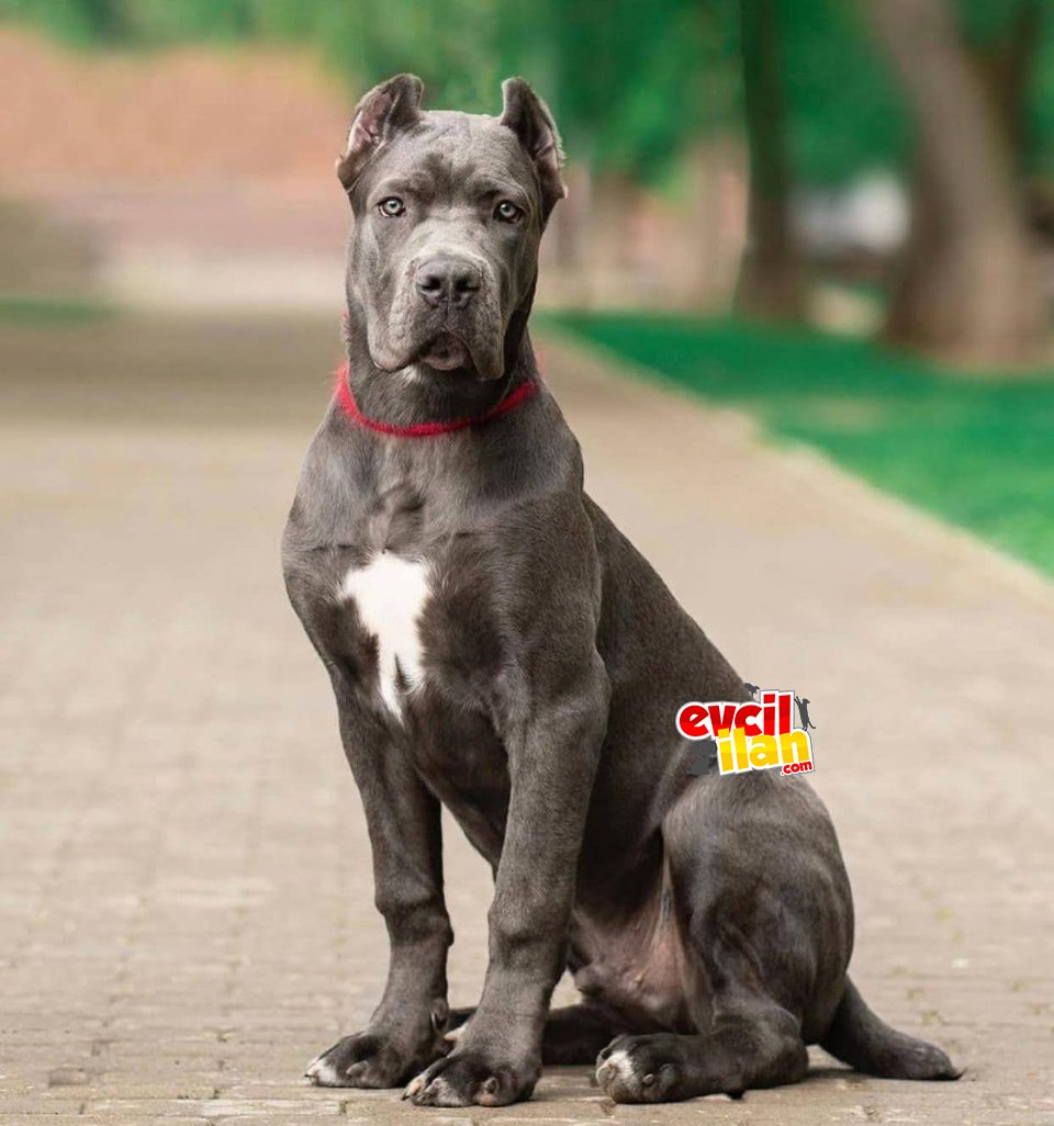 Cane corso bluu italyan