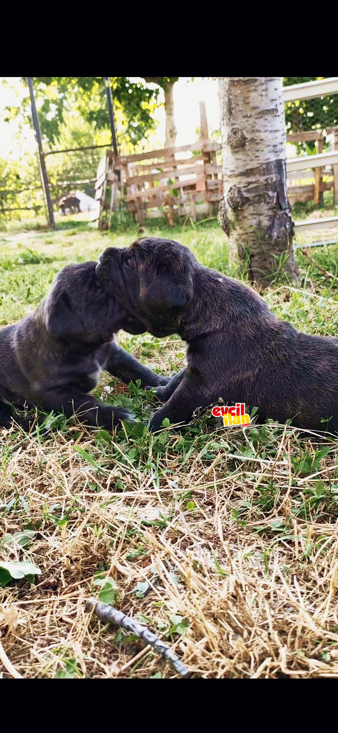 CANE CORSO YAVRU MÜKEMMEL GEN HATTI