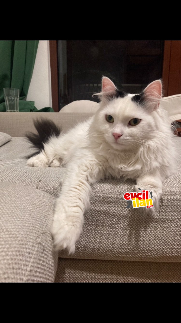 Canım Nina’mıza Acil Yuva Arıyoruz!