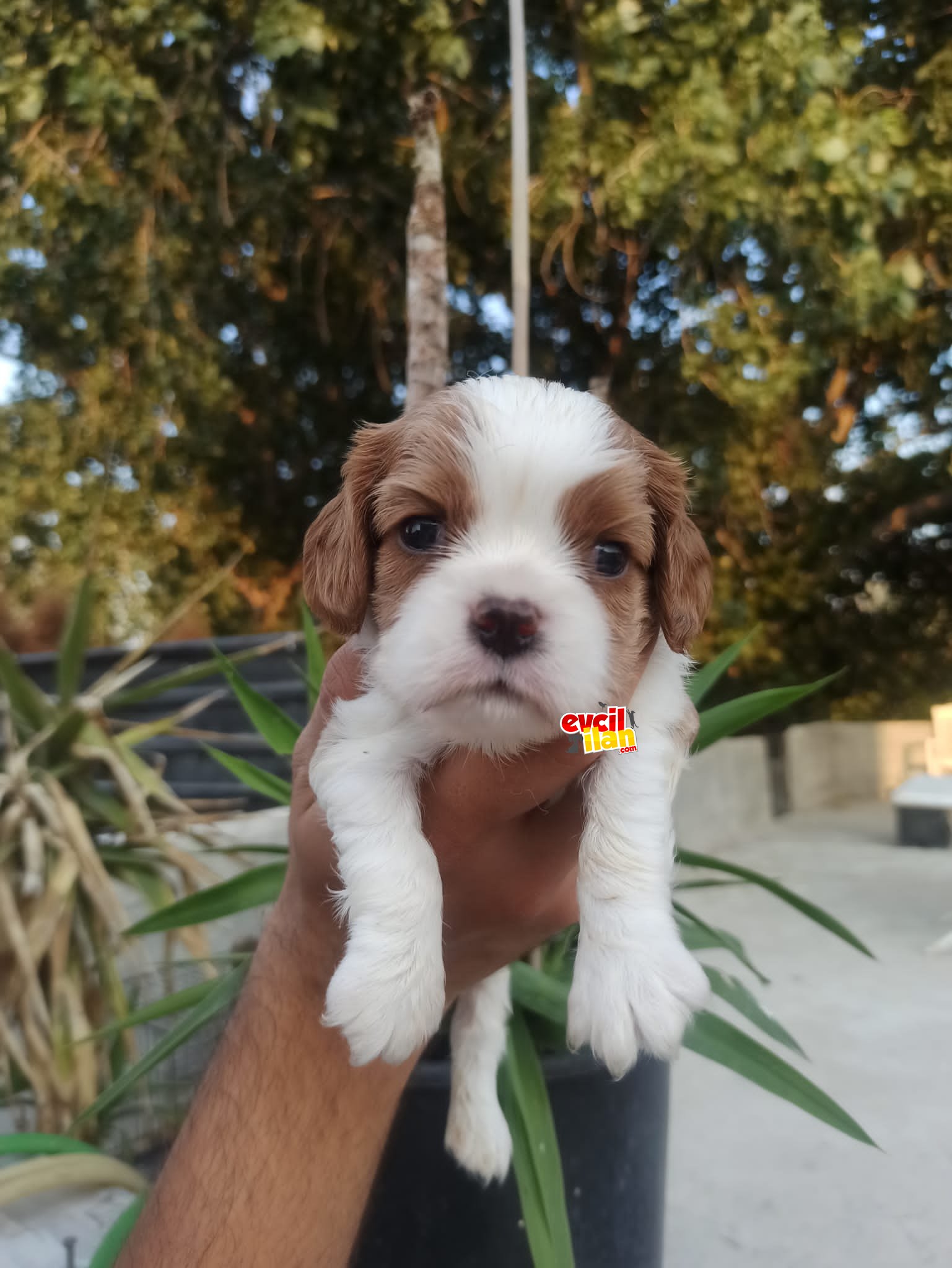 Cavalier king charles yavrular 