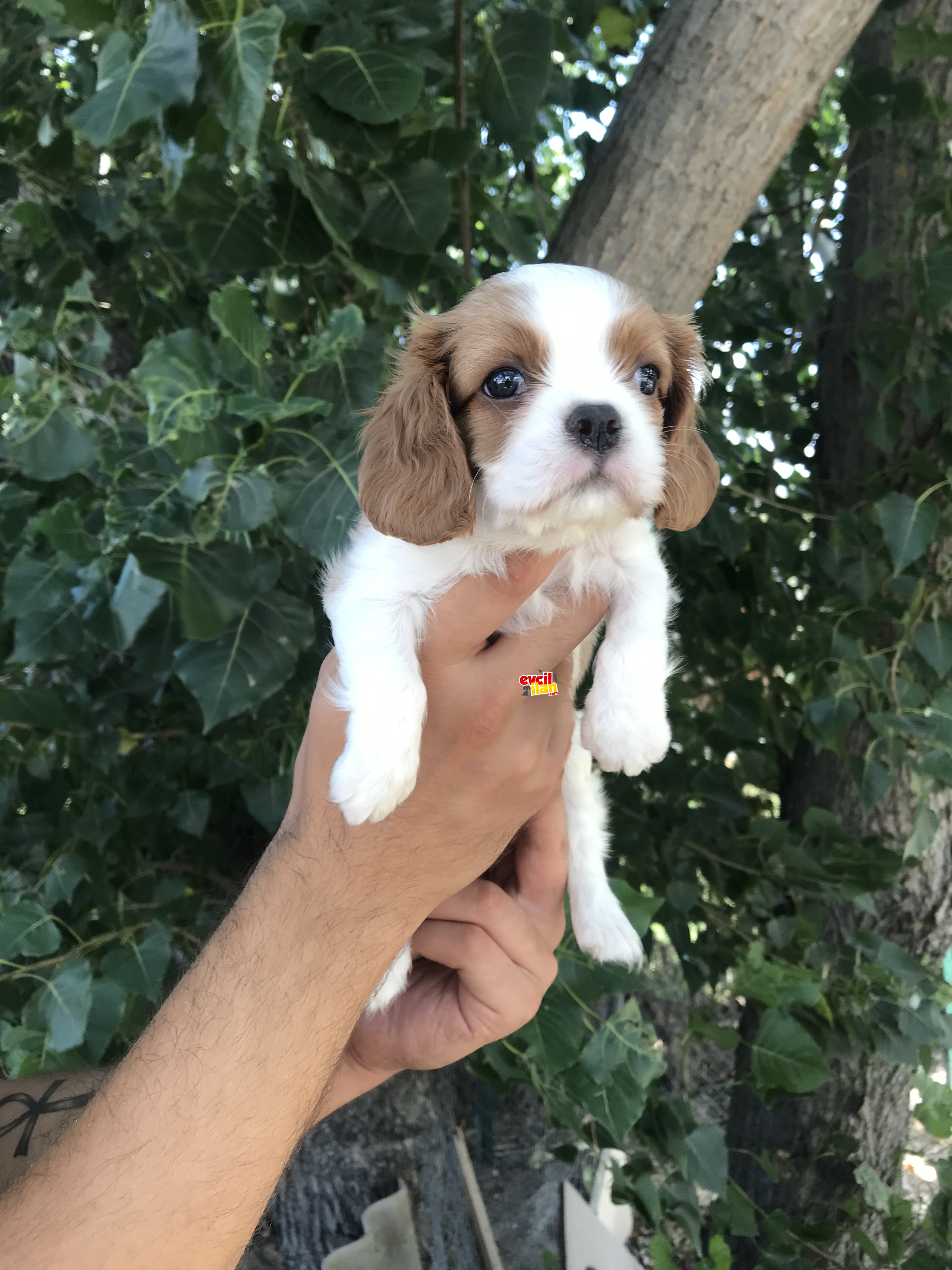 Cavalier King Charles Yavrular 