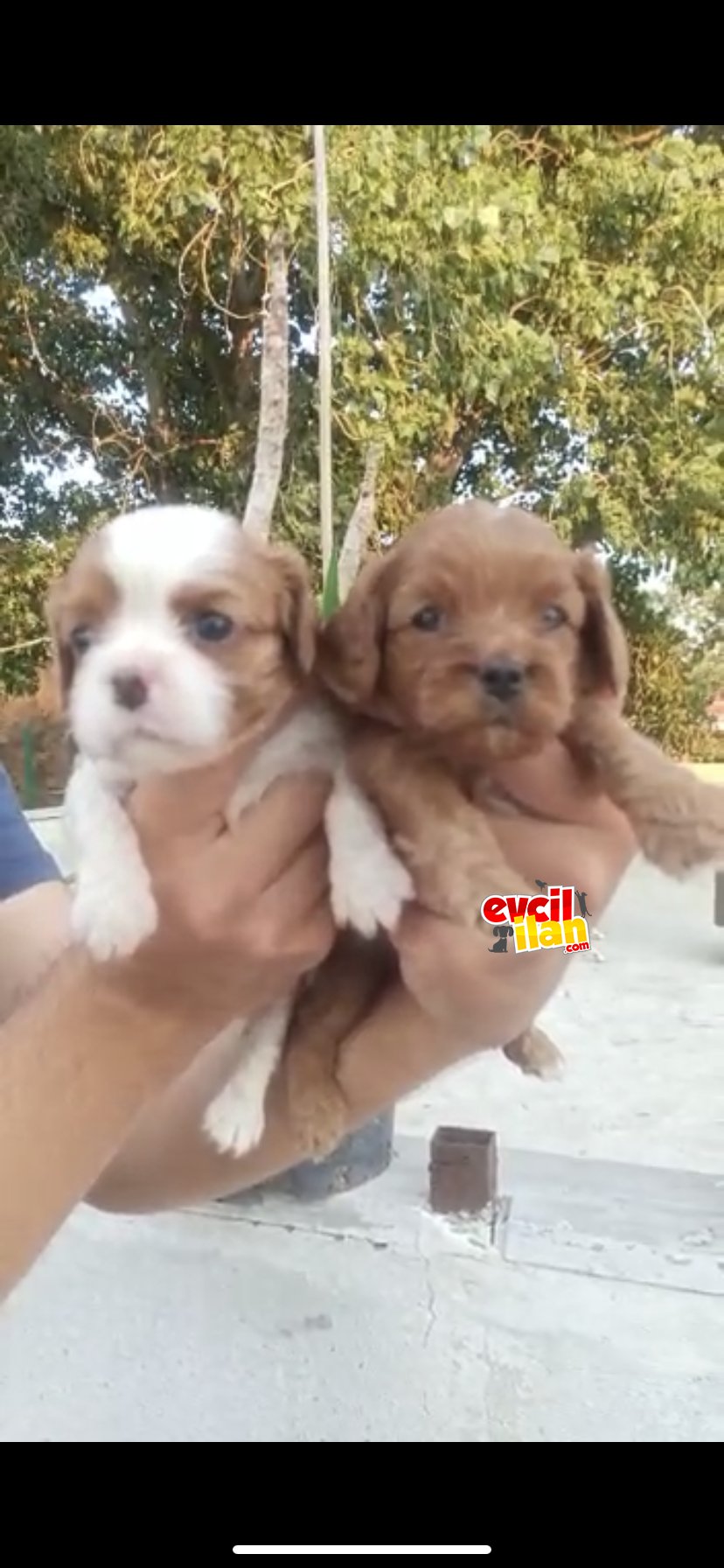 CAVALİER KING Charles YAVRULAR 