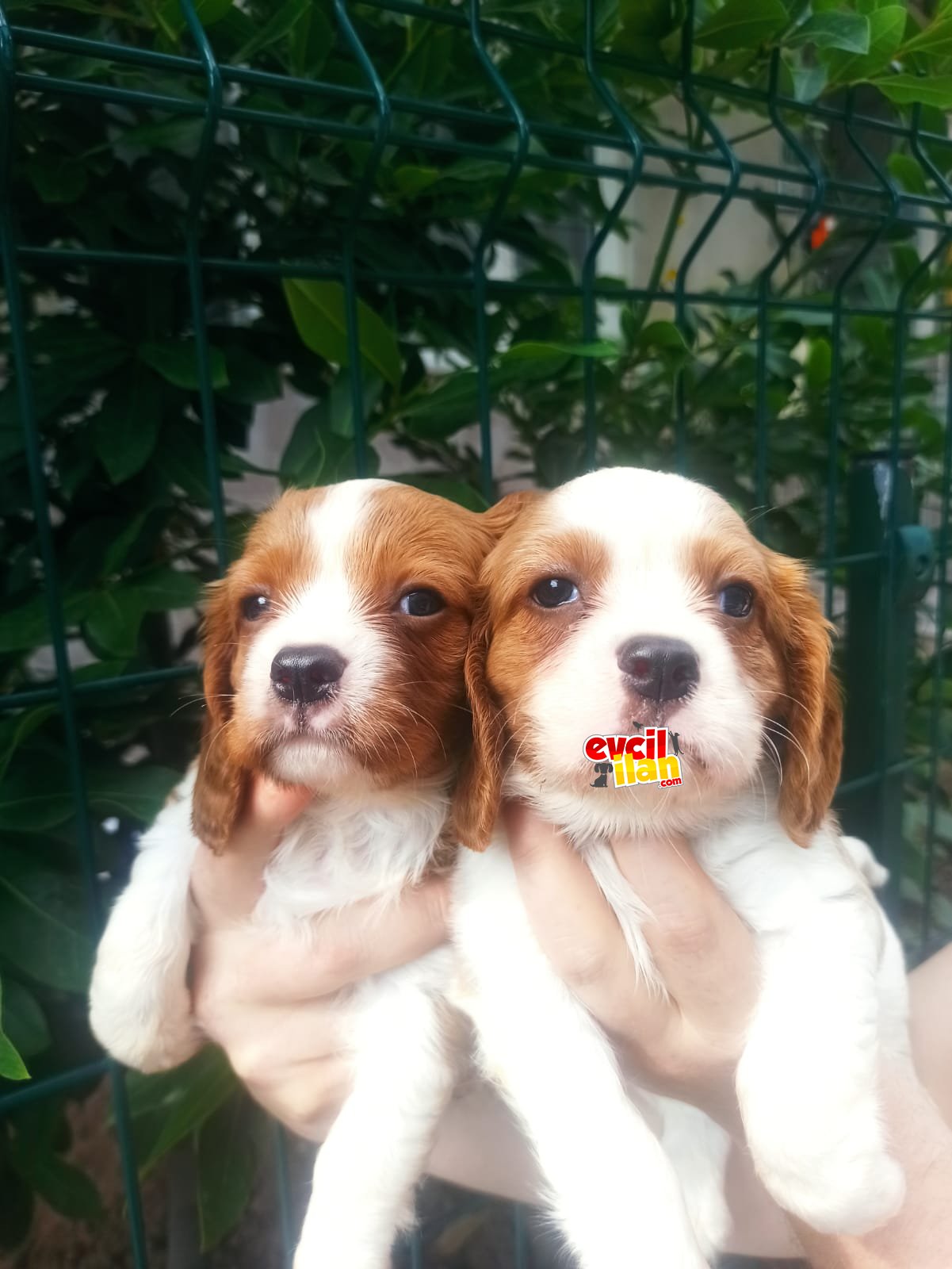 Cavalier King Charles yavrumuz 