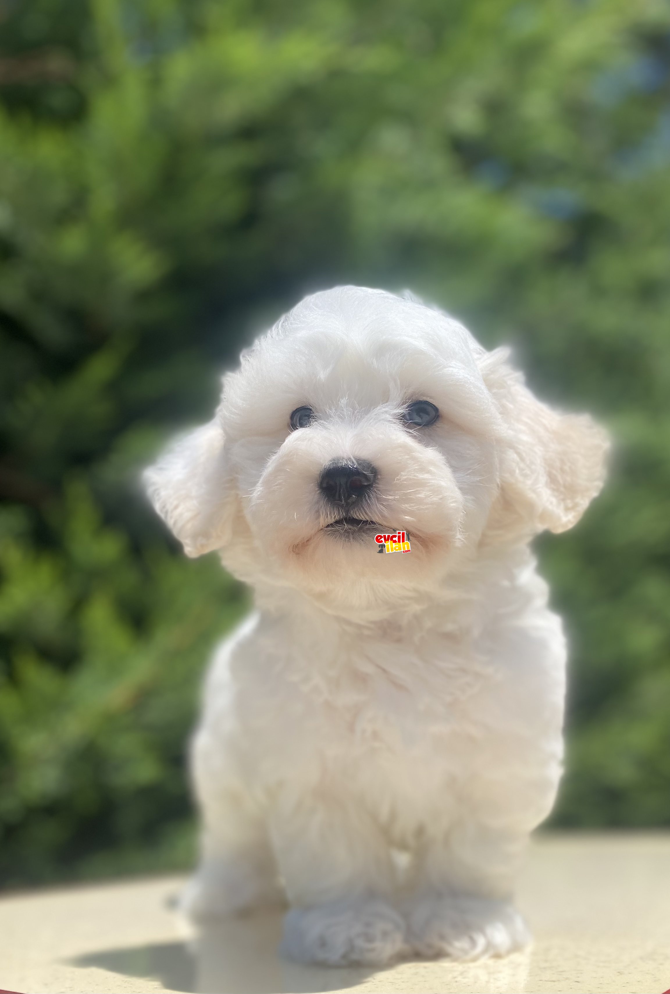 ÇEŞİT ÇEŞİT MALTİPOO BEBEKLER 