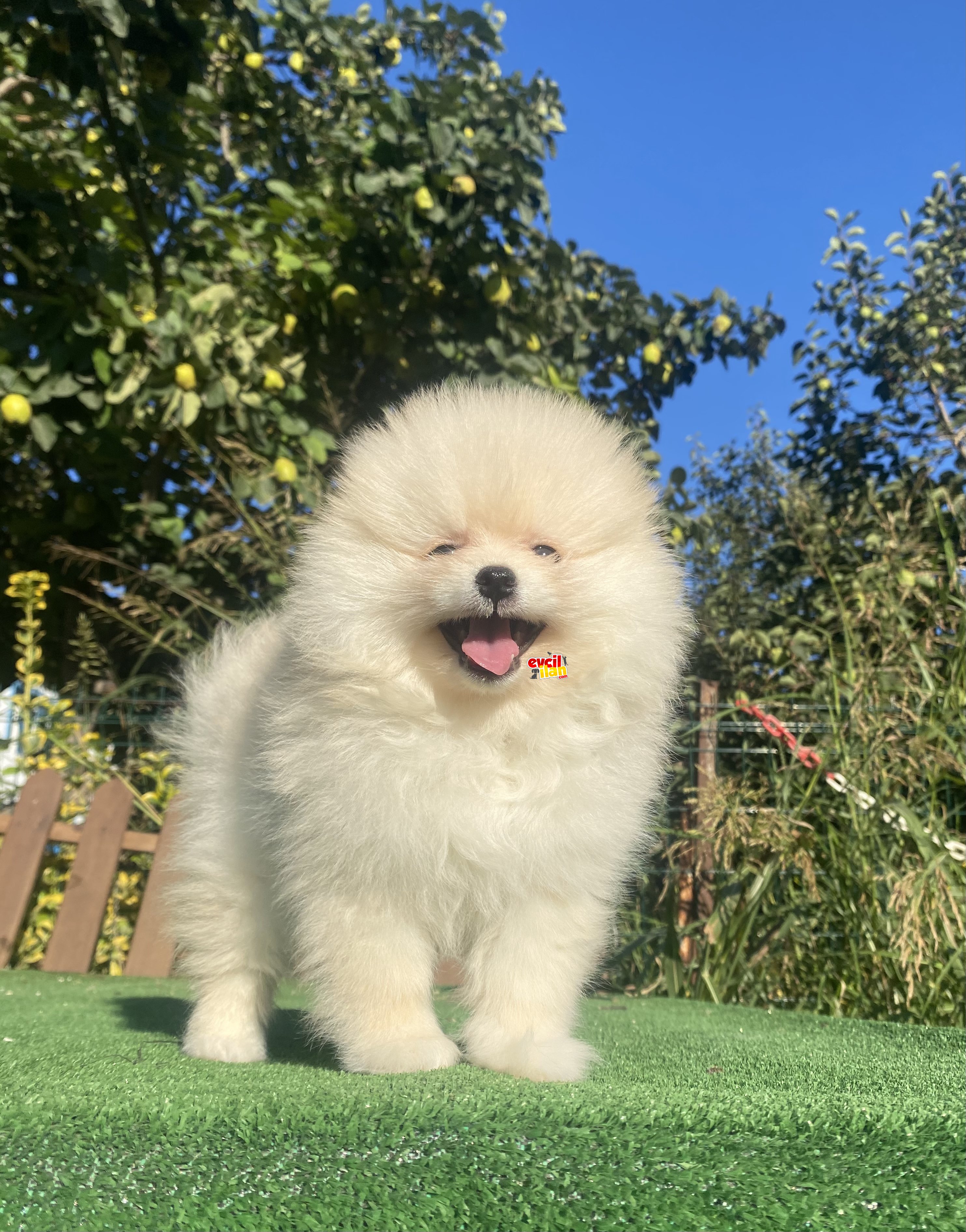 ÇEŞİT ÇEŞİT POMERANİAN BOO YAVRULARI 