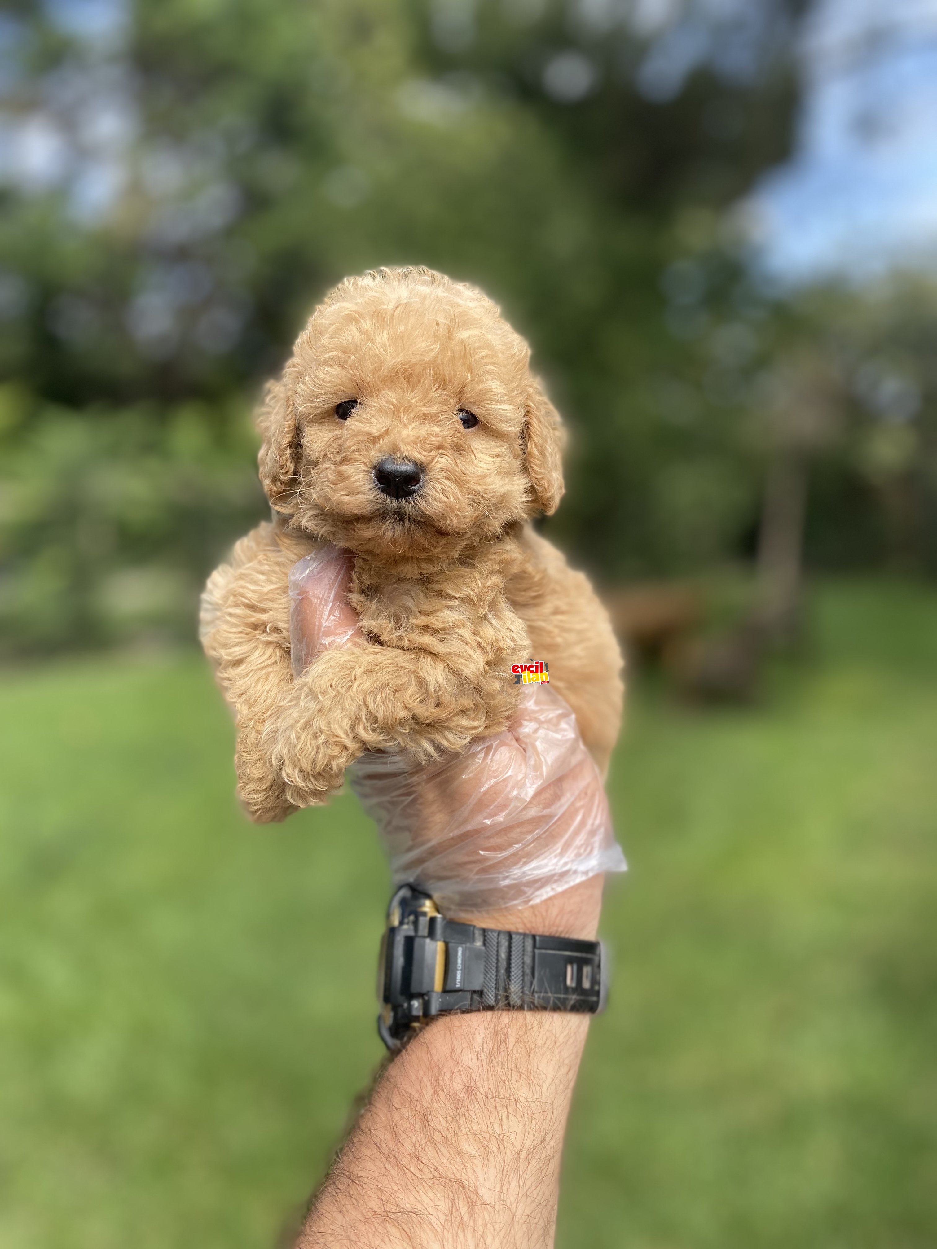 ÇEŞİT ÇEŞİT POODLE BEBEKLER A KALİTE