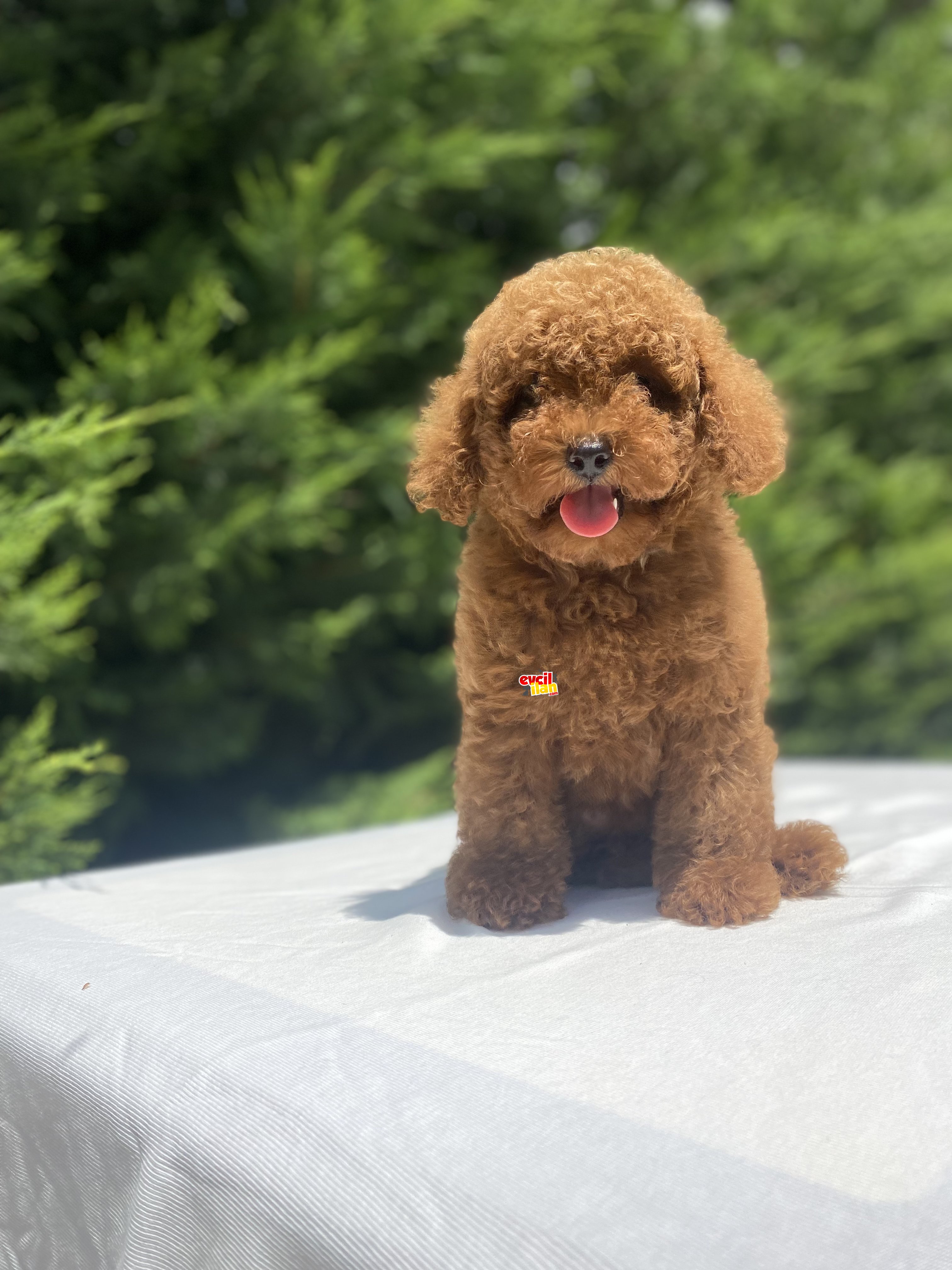 ÇEŞİT ÇEŞİT POODLE BEBEKLER GARANTİLİ 