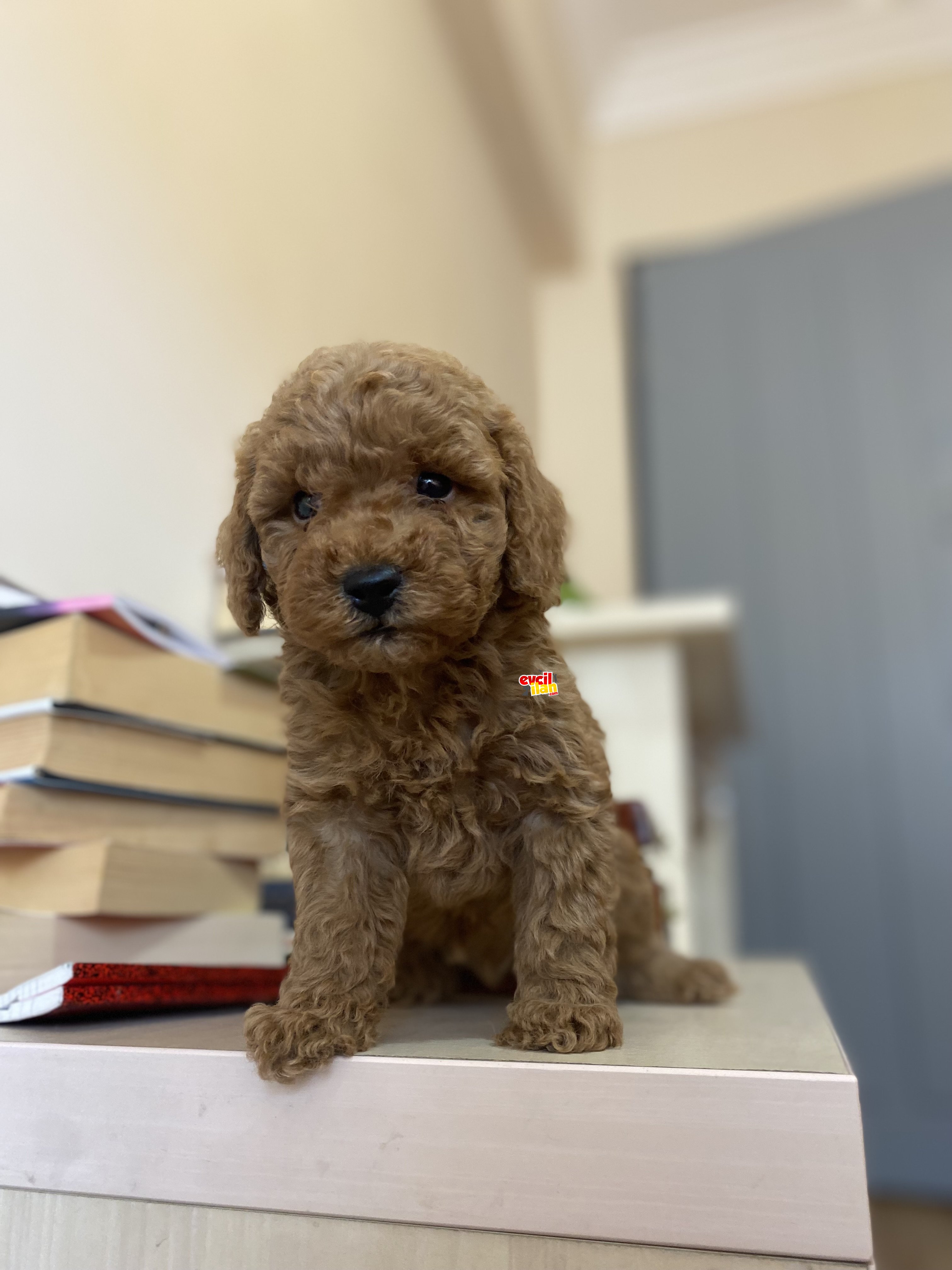 ÇEŞİT ÇEŞİT POODLE BEBEKLER GARANTİli