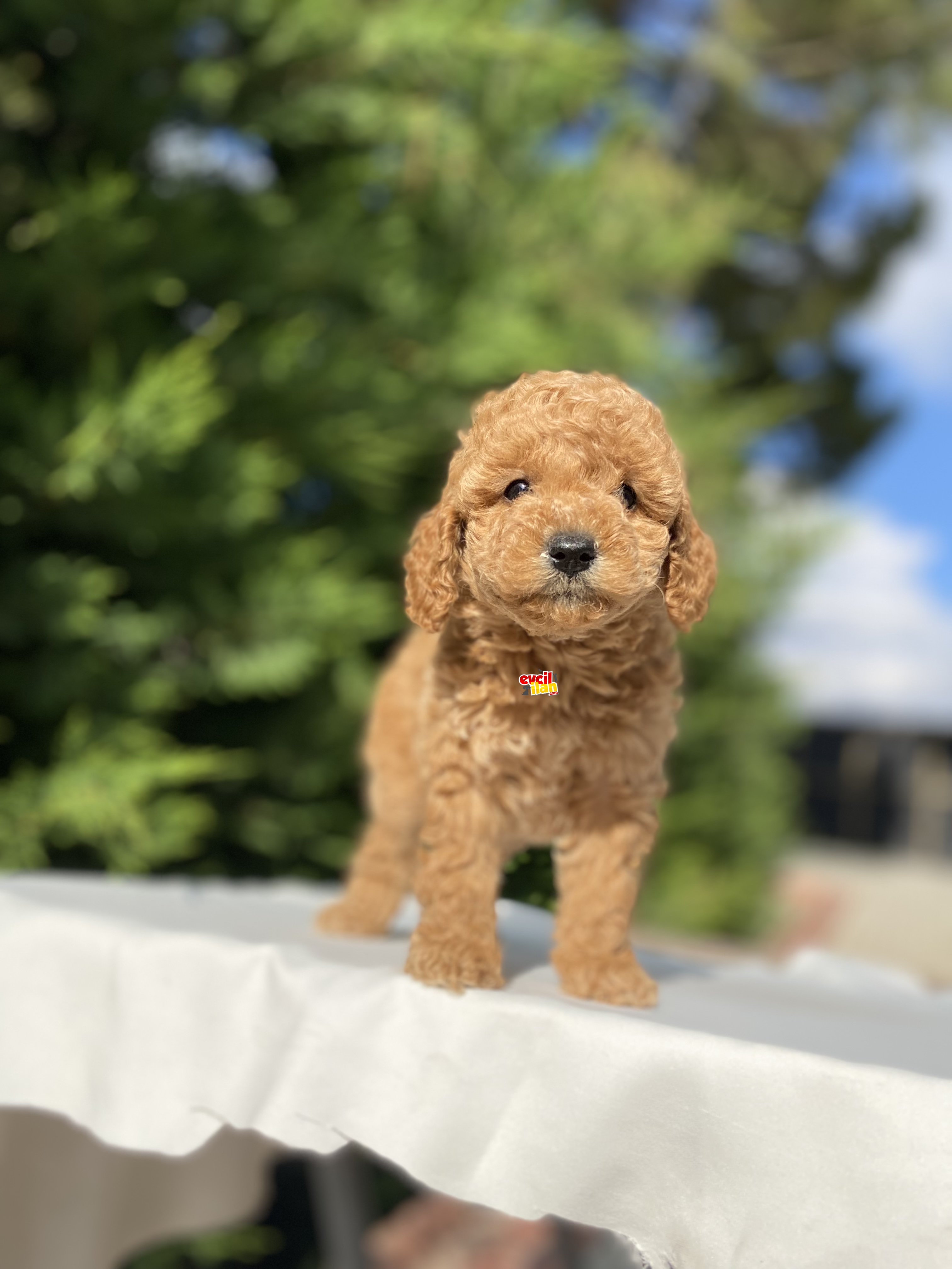 ÇEŞİT ÇEŞİT POODLE BEBEKLER