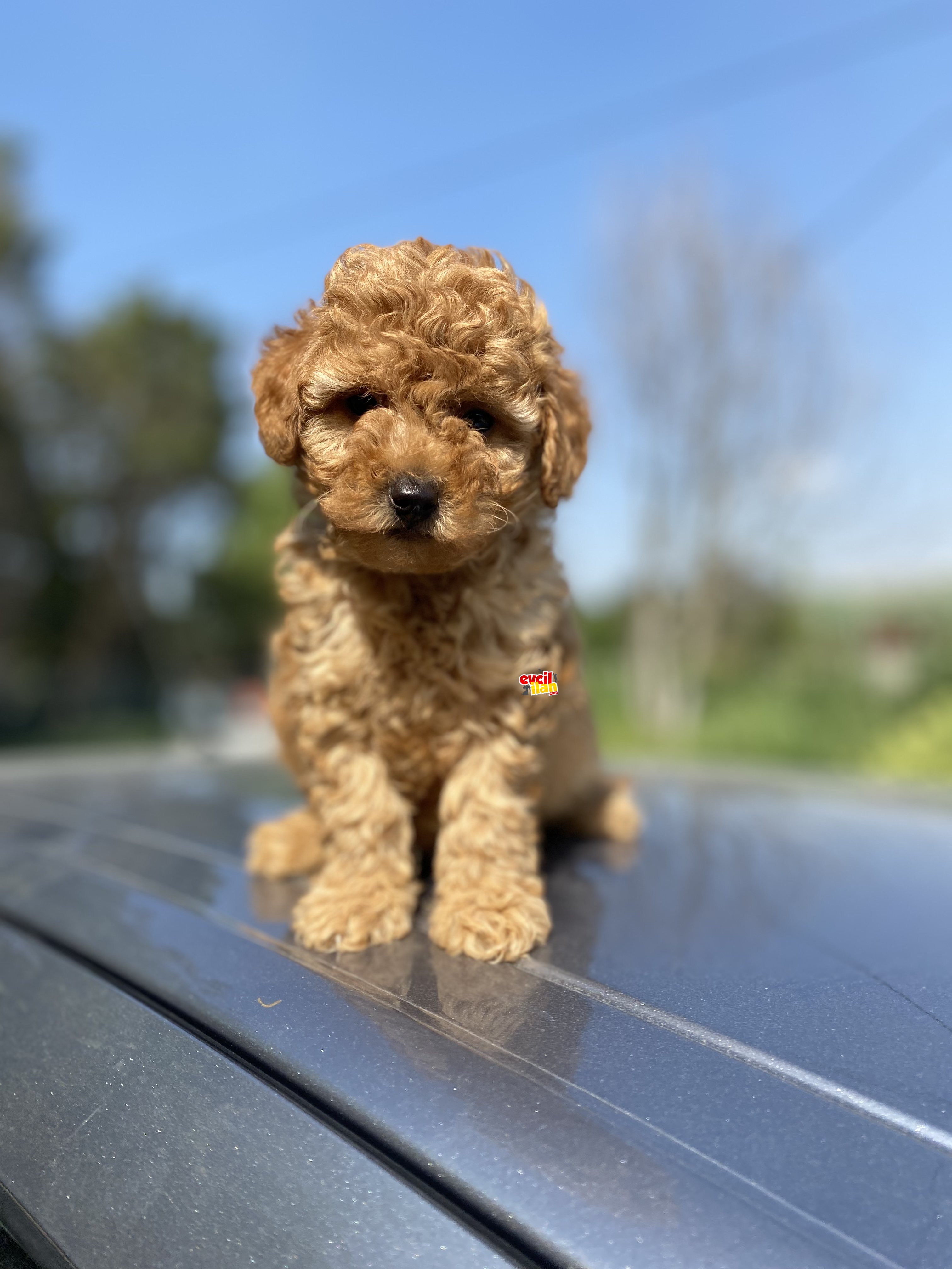 ÇEŞİT ÇEŞİT POODLE BEBEKLER