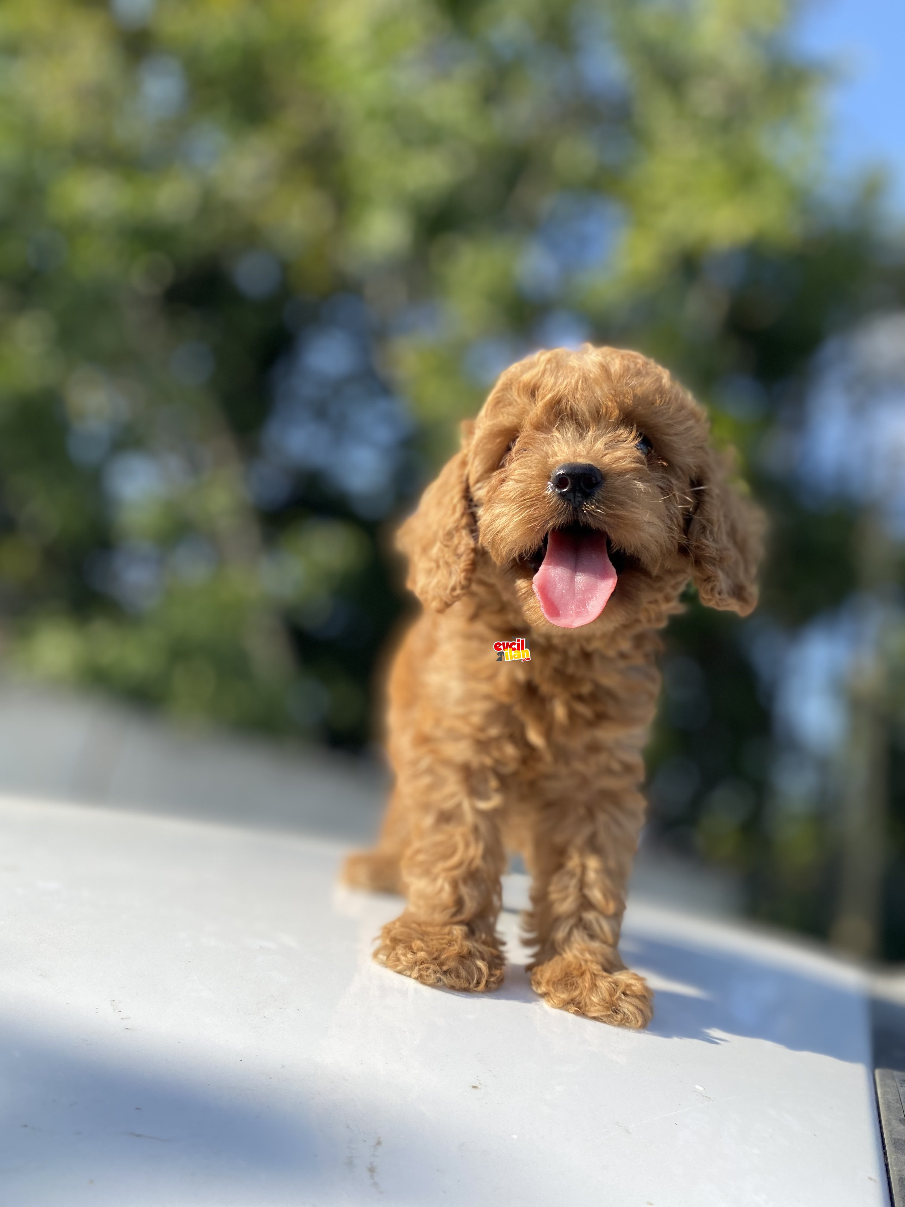 ÇEŞİT ÇEŞİT POODLE BEBEKLER