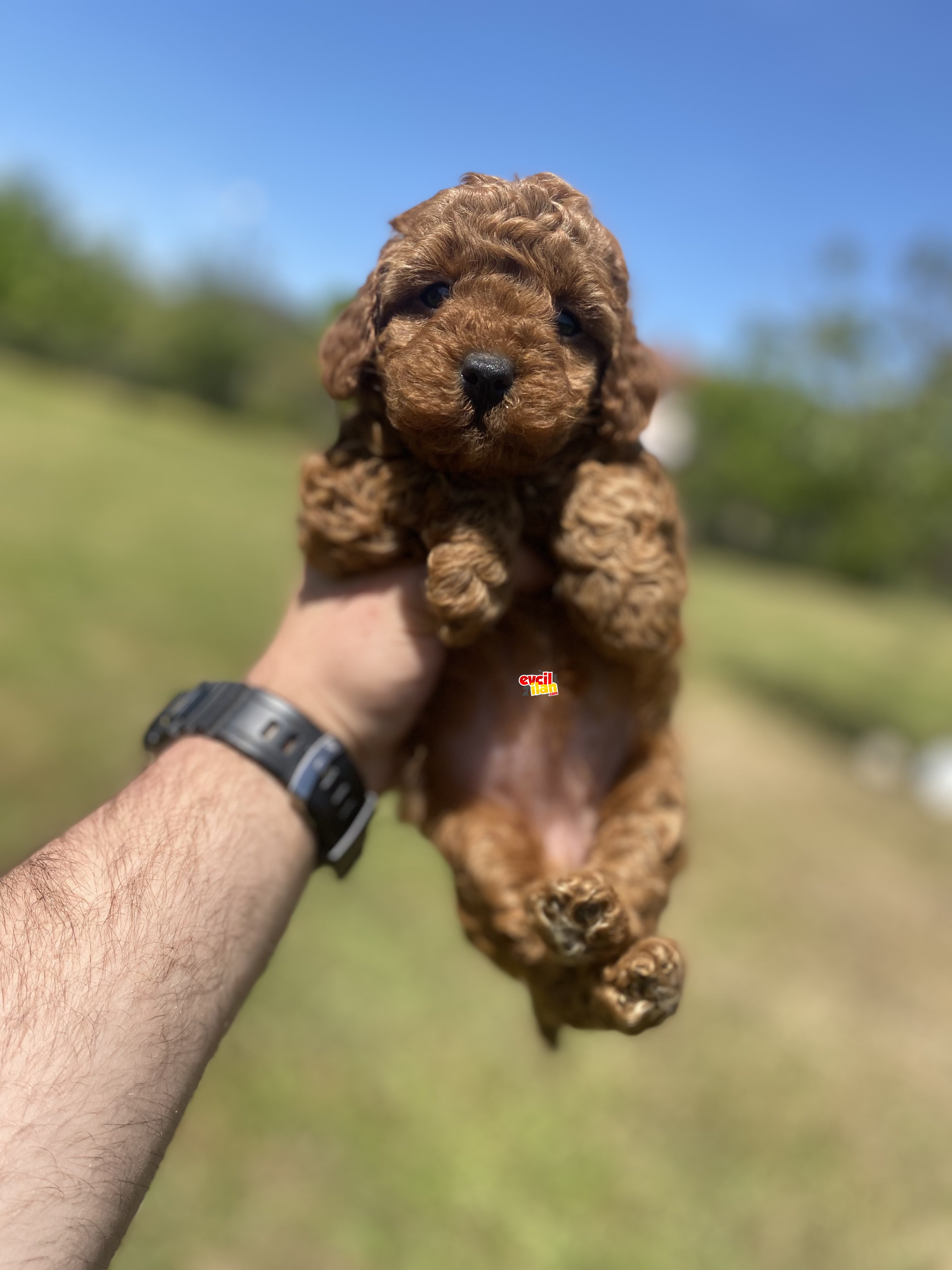 ÇEŞİT ÇEŞİT TOY POODLE BEBEKLER