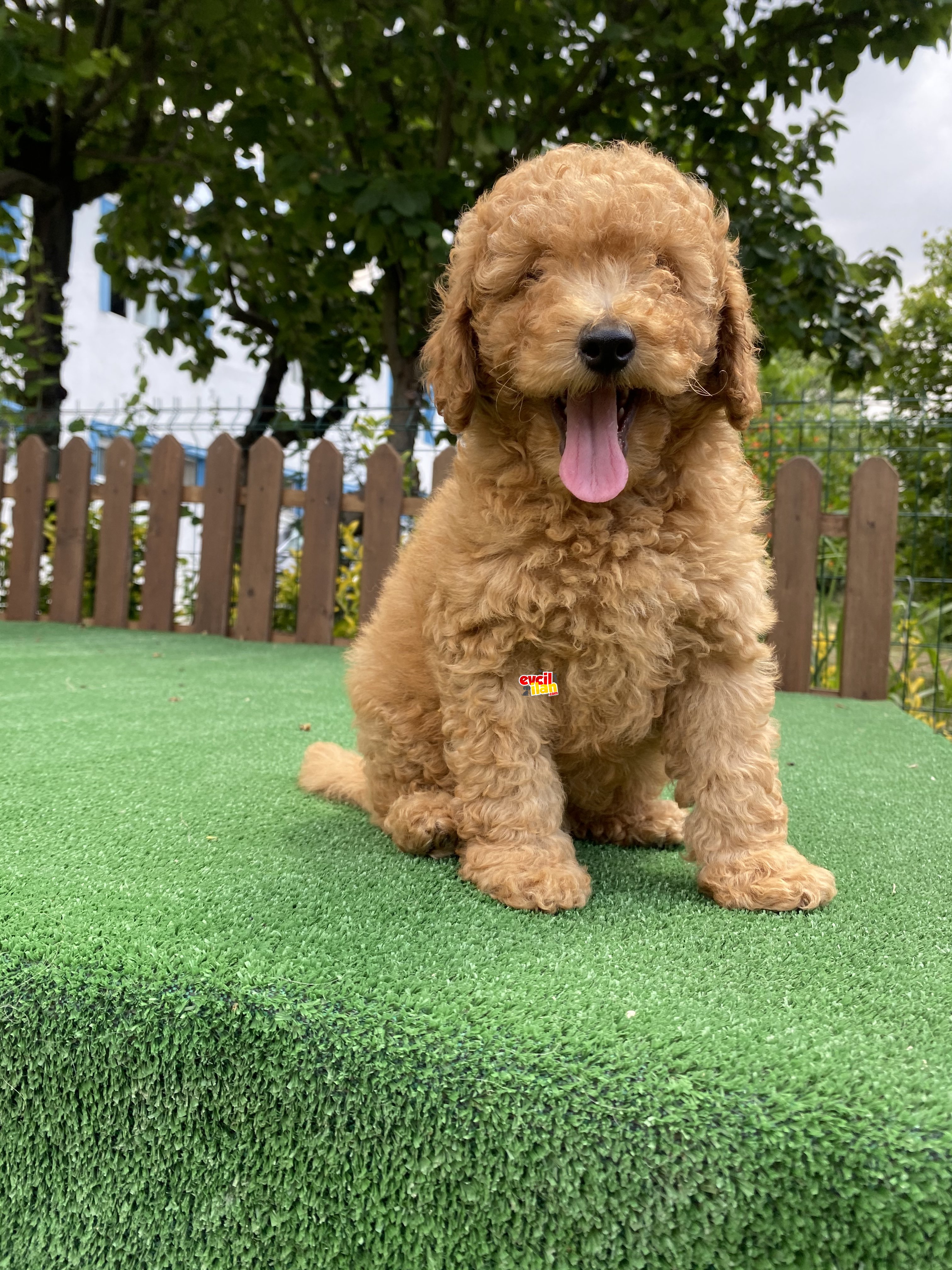 ÇEŞİT ÇEŞİT TOY POODLE BEBEKLER 