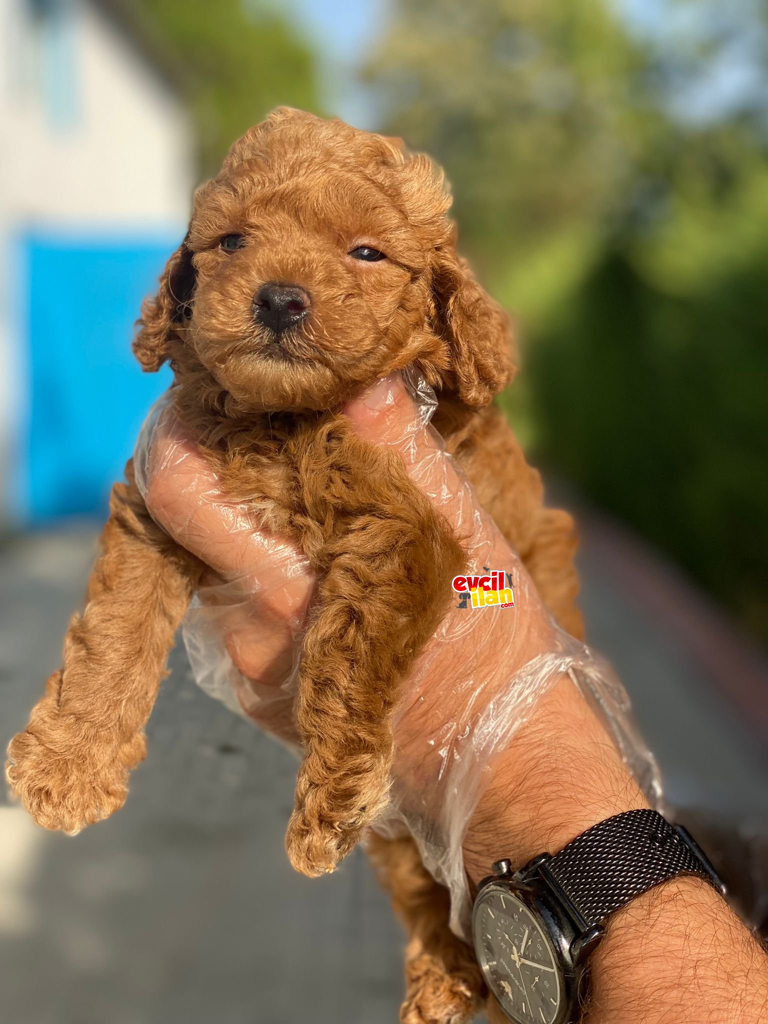 ÇEŞİT ÇEŞİT TOY POODLE BEBEKLER 