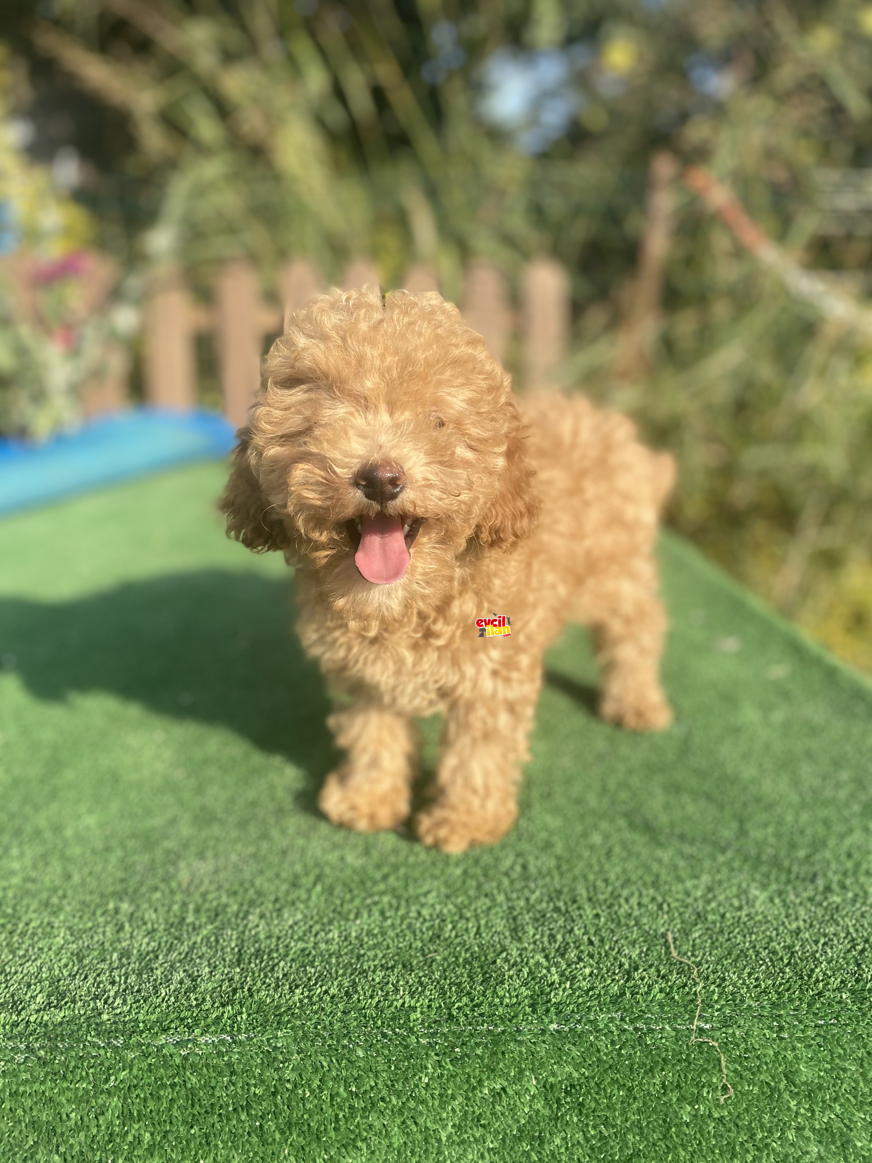 ÇEŞİT ÇEŞİT TOY POODLE BEBEKLER 