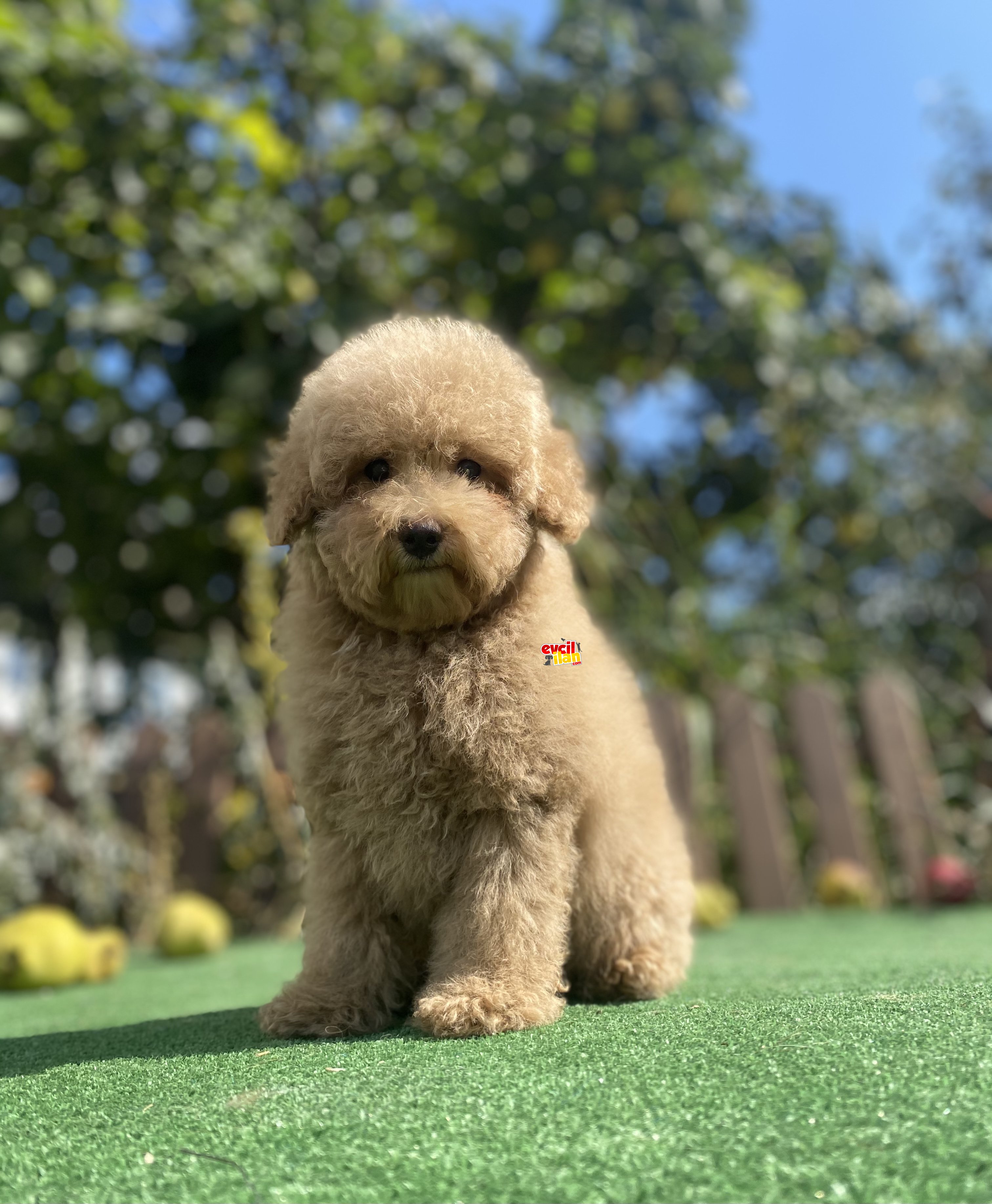 ÇEŞİT ÇEŞİT TOY POODLE BEBEKLER 