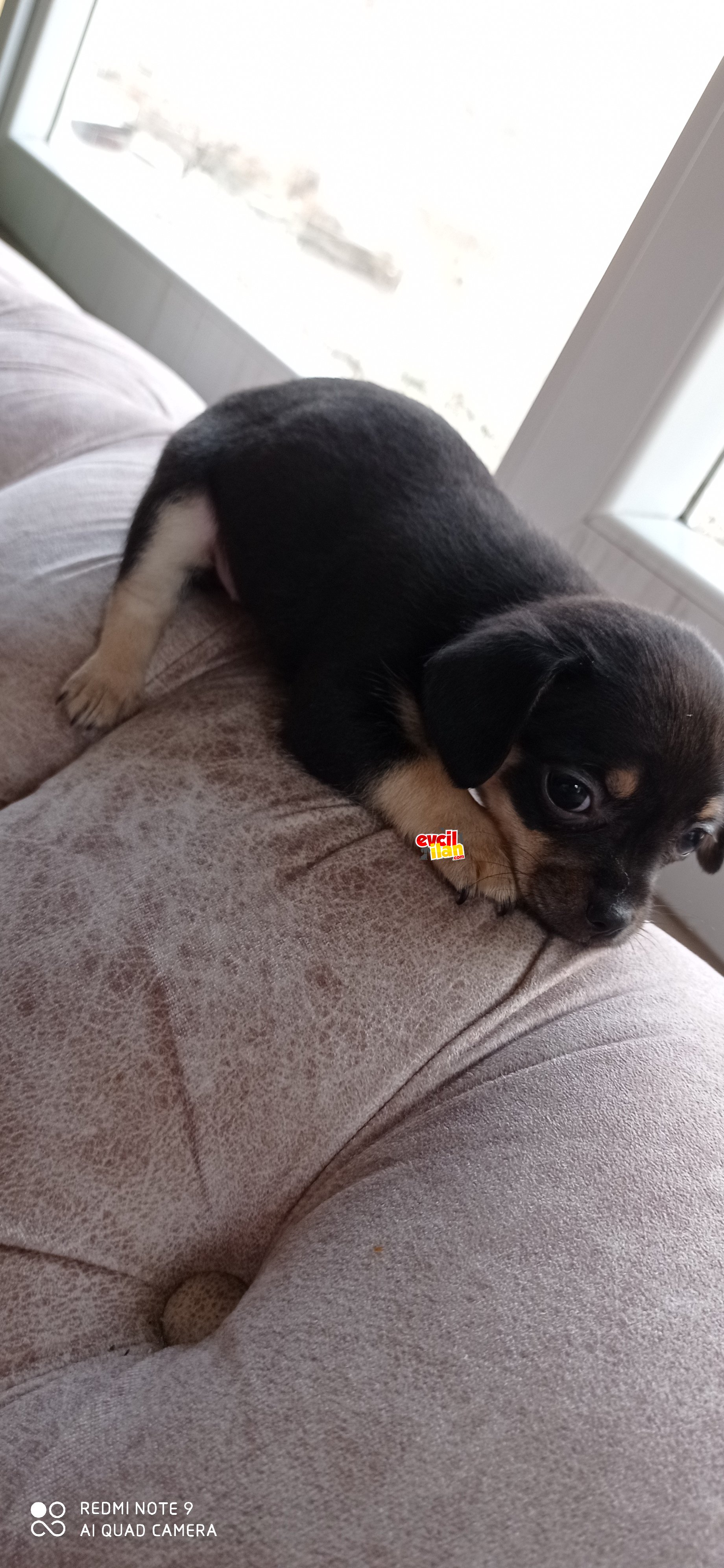 Chihuahua Aşk köpek 