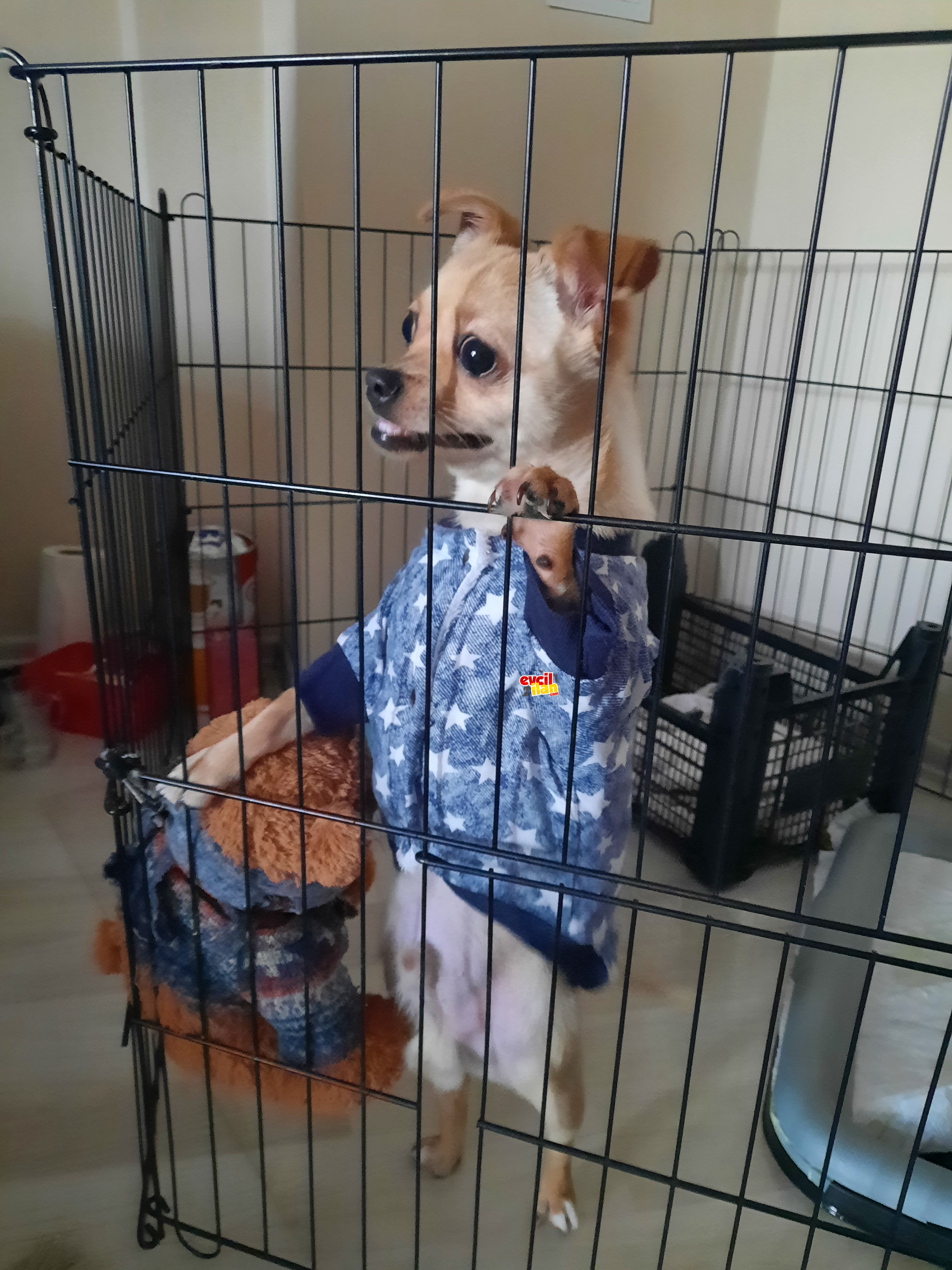 Chihuahua cinsli köpegimi sahipendiriyorum