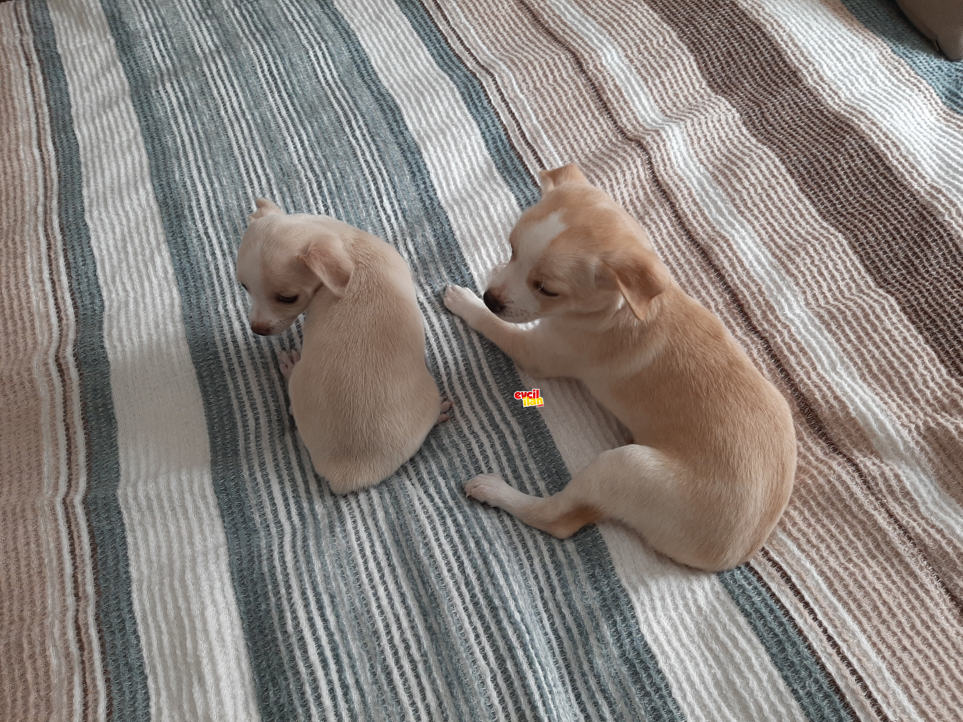 Chihuahua Şivava Yavrular / 2 Erkek