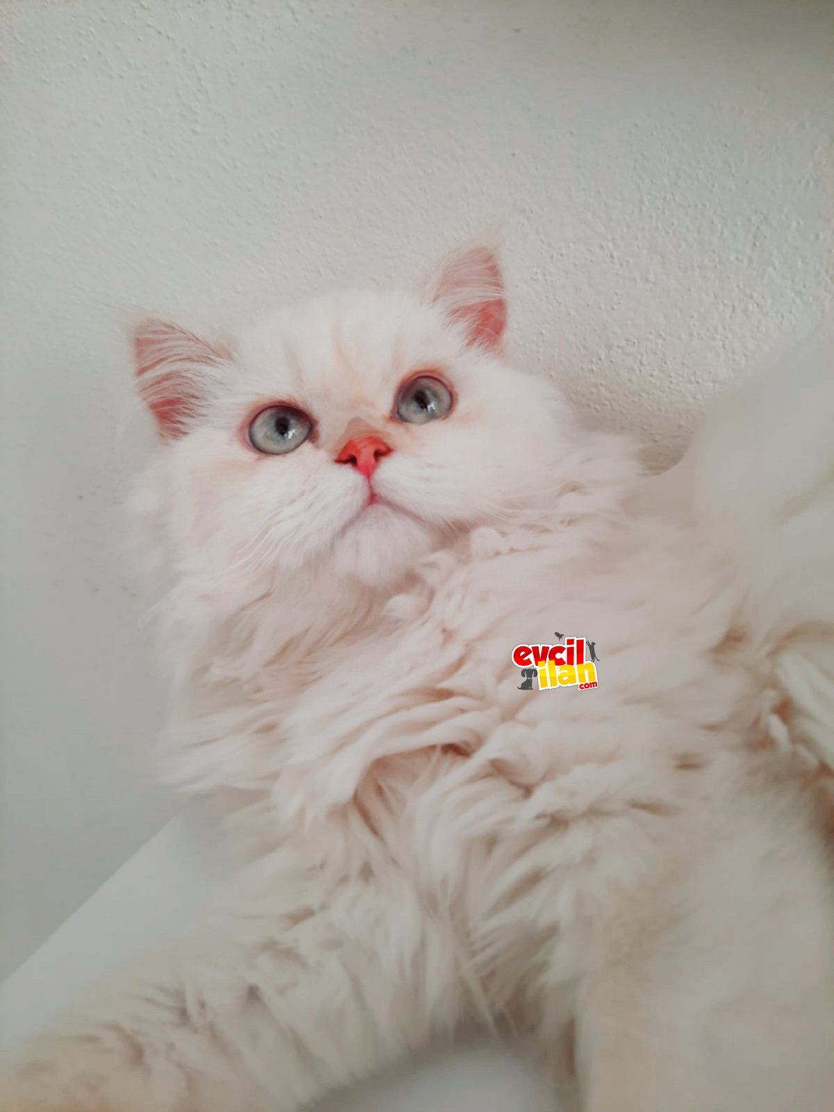 Chinchilla 5 aylık prens