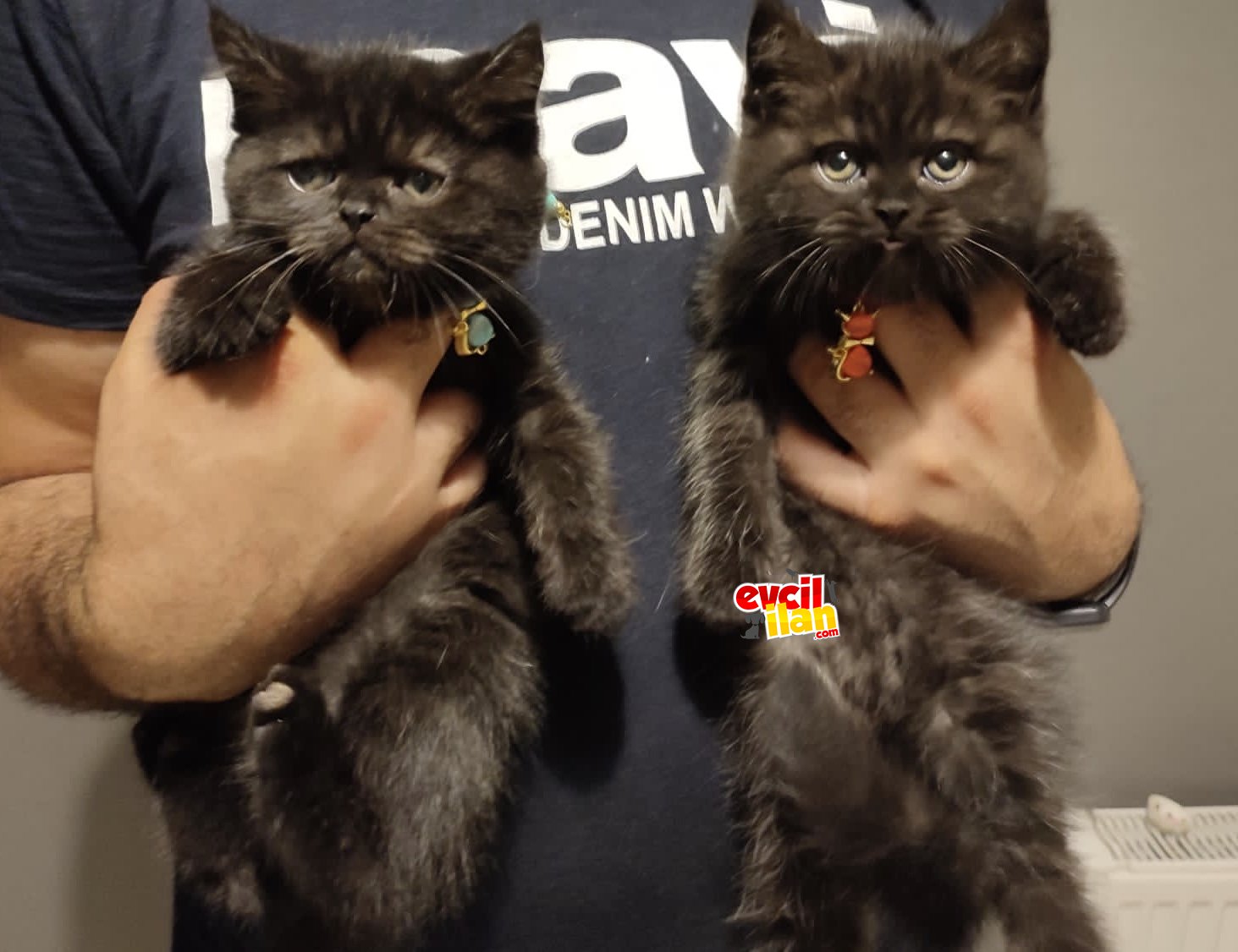 British longhair black smoke pofuduk bebekler uygun puanlı