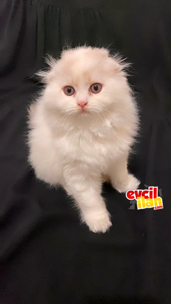 Chinchilla yavru dişi 2 aylık