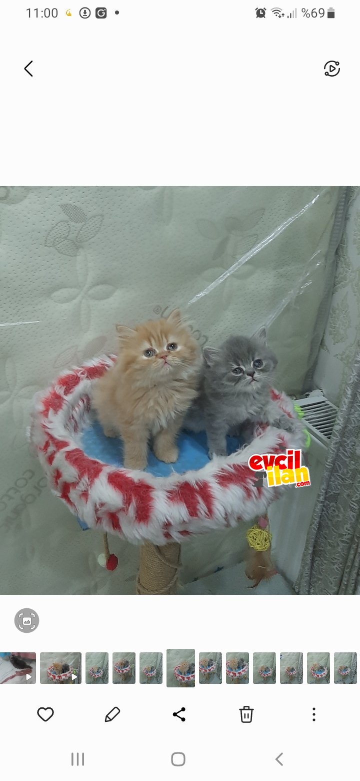 Chincila ,british longhair ve shortair safkan yavrular