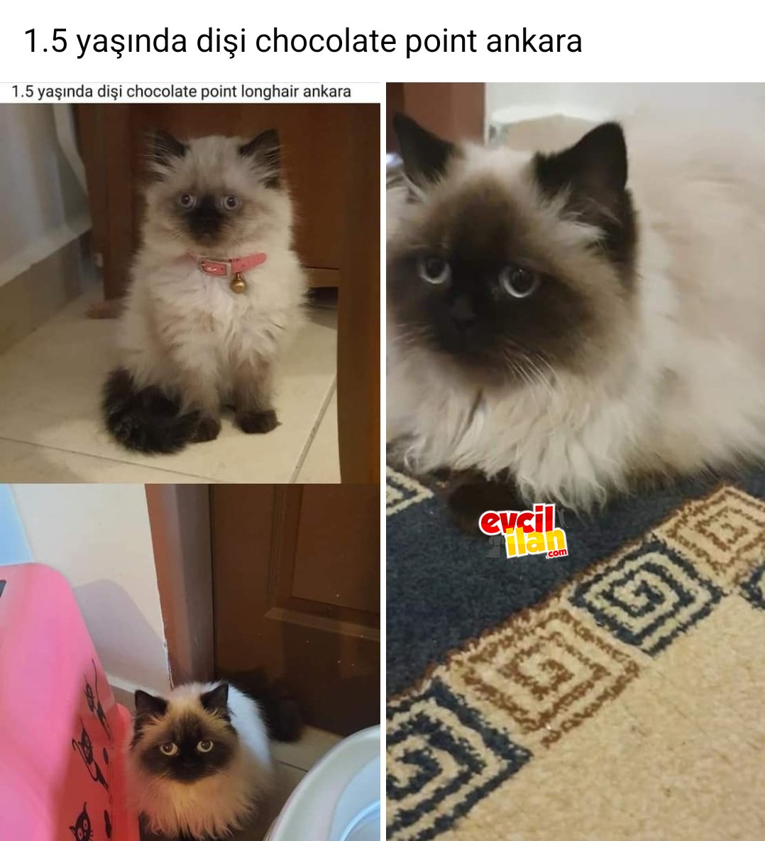 Chıncılla chocolate point 