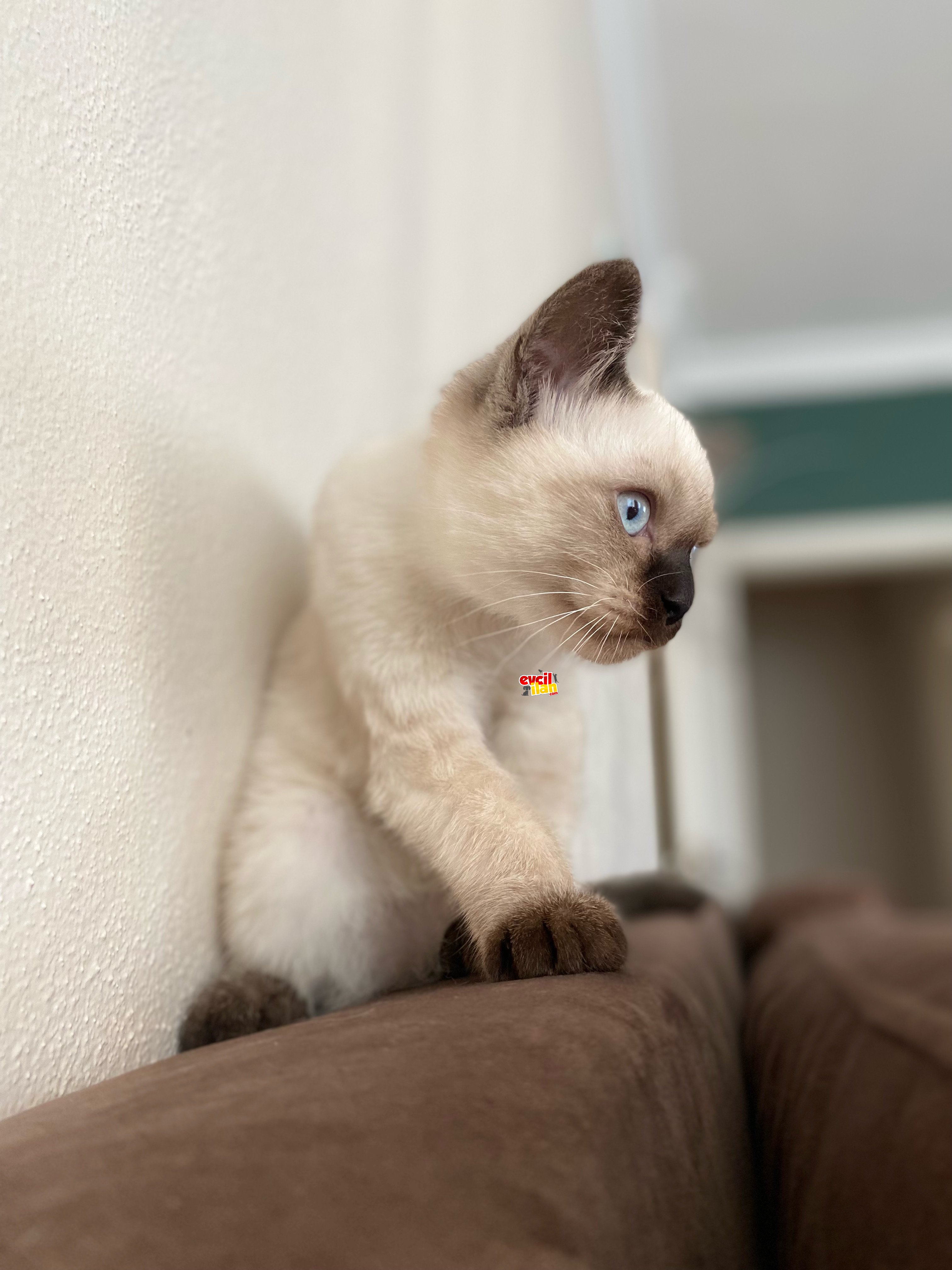 CHOCALETE POİNT OĞLUMUZ