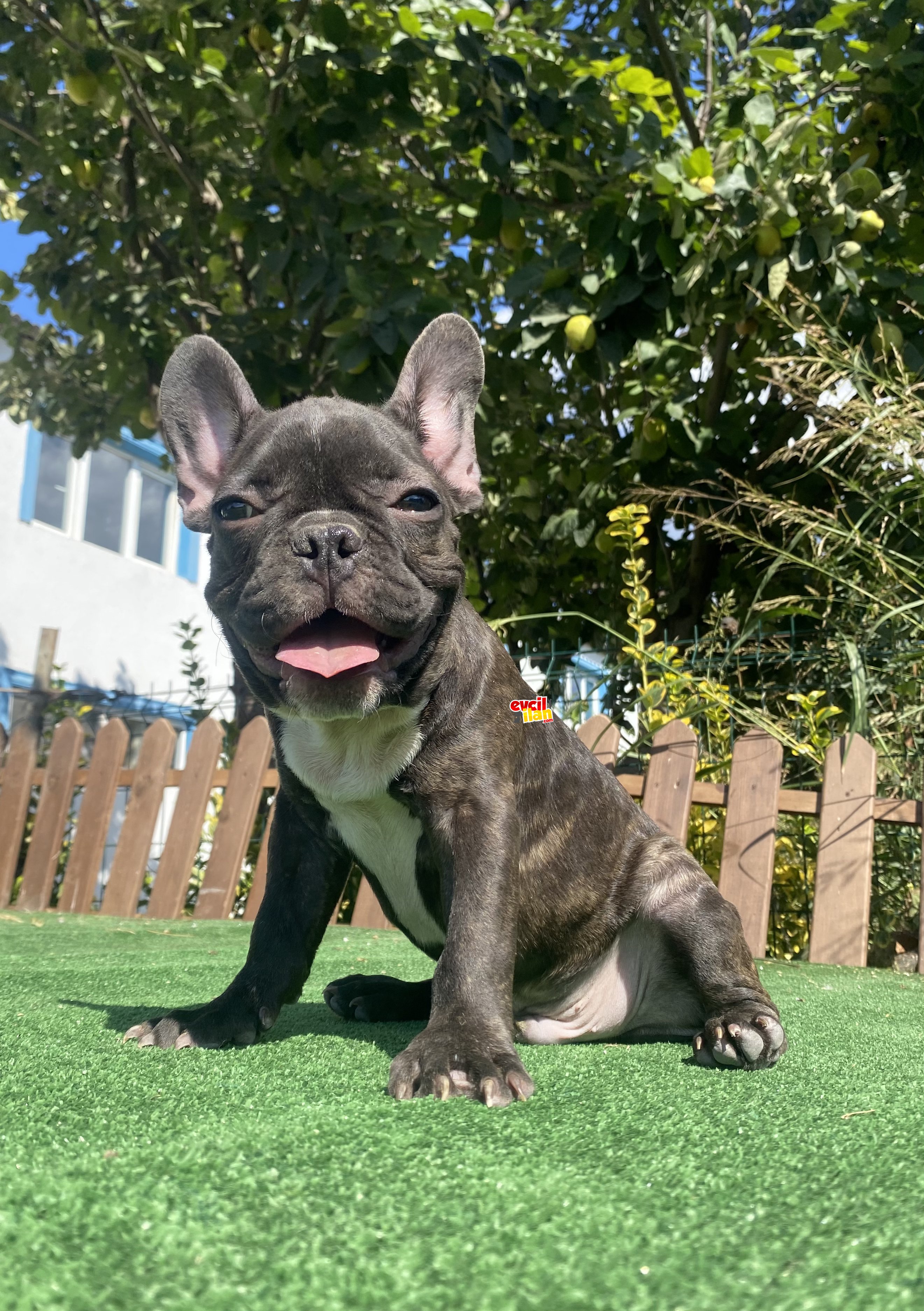 CHOCOLATE BRINDLE FRENCH BULLDOG YAVRUMUZ