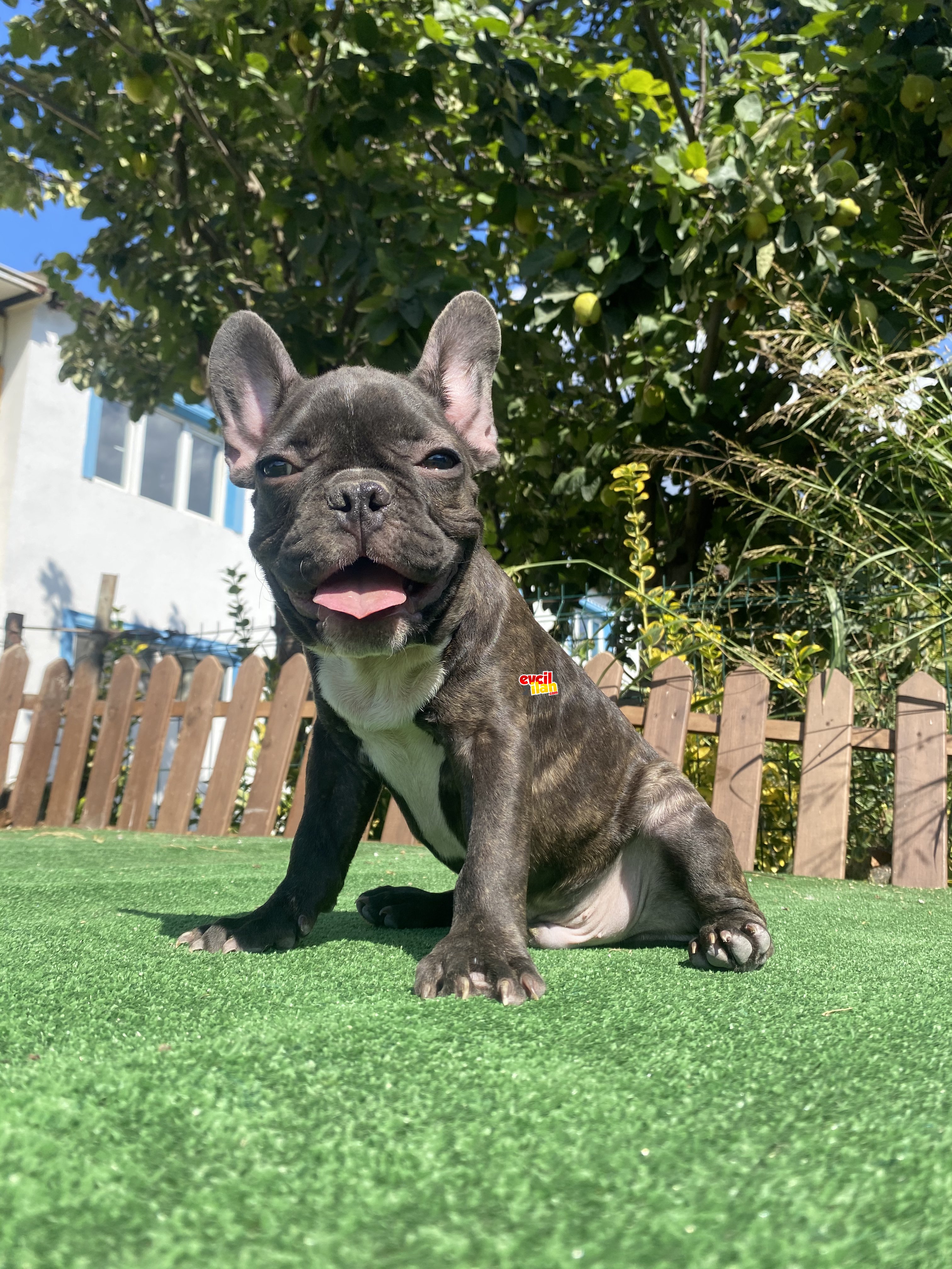 CHOCOLATE BRİNDLE FRENCH BULLDOG