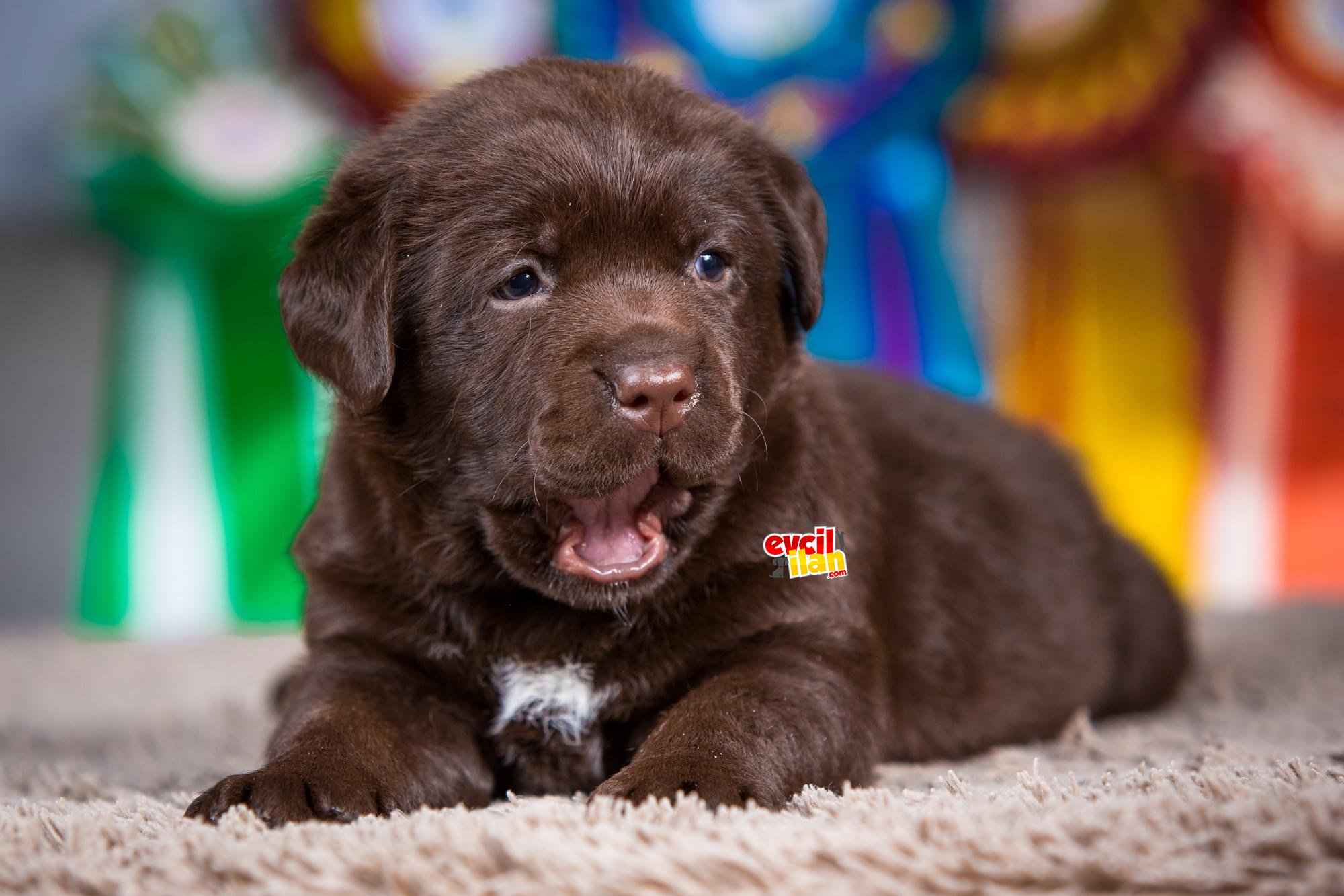 CHOKLATE LABRADOR RETRİEWER YAVRULAR 