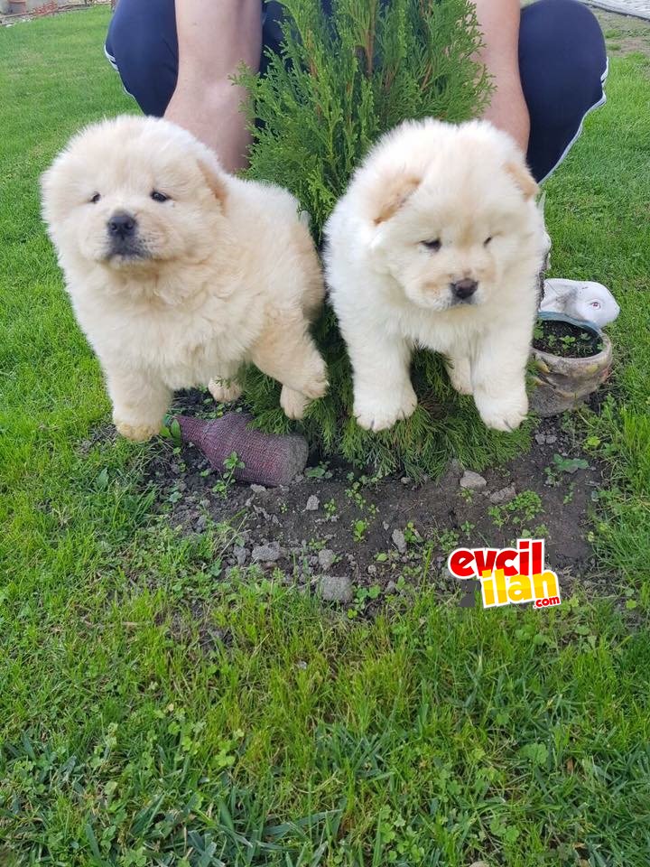 Chow Chow YAVRULAR