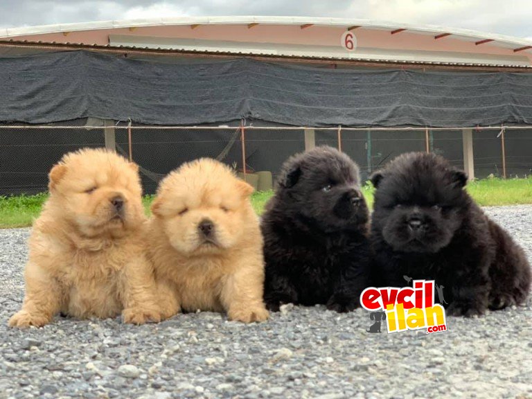 CHOW CHOW YAVRULAR 