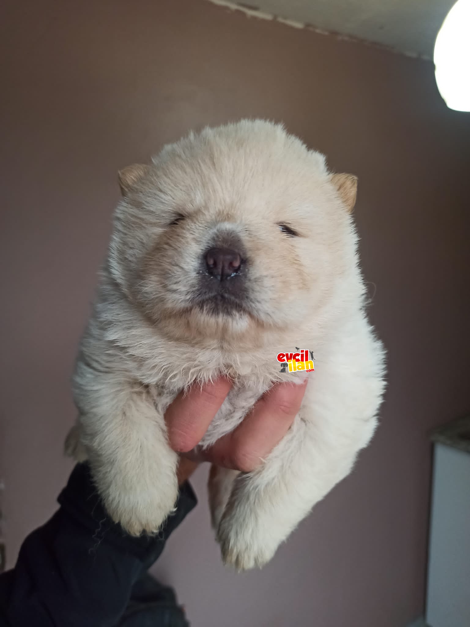 CHOW CHOW YAVRULAR 