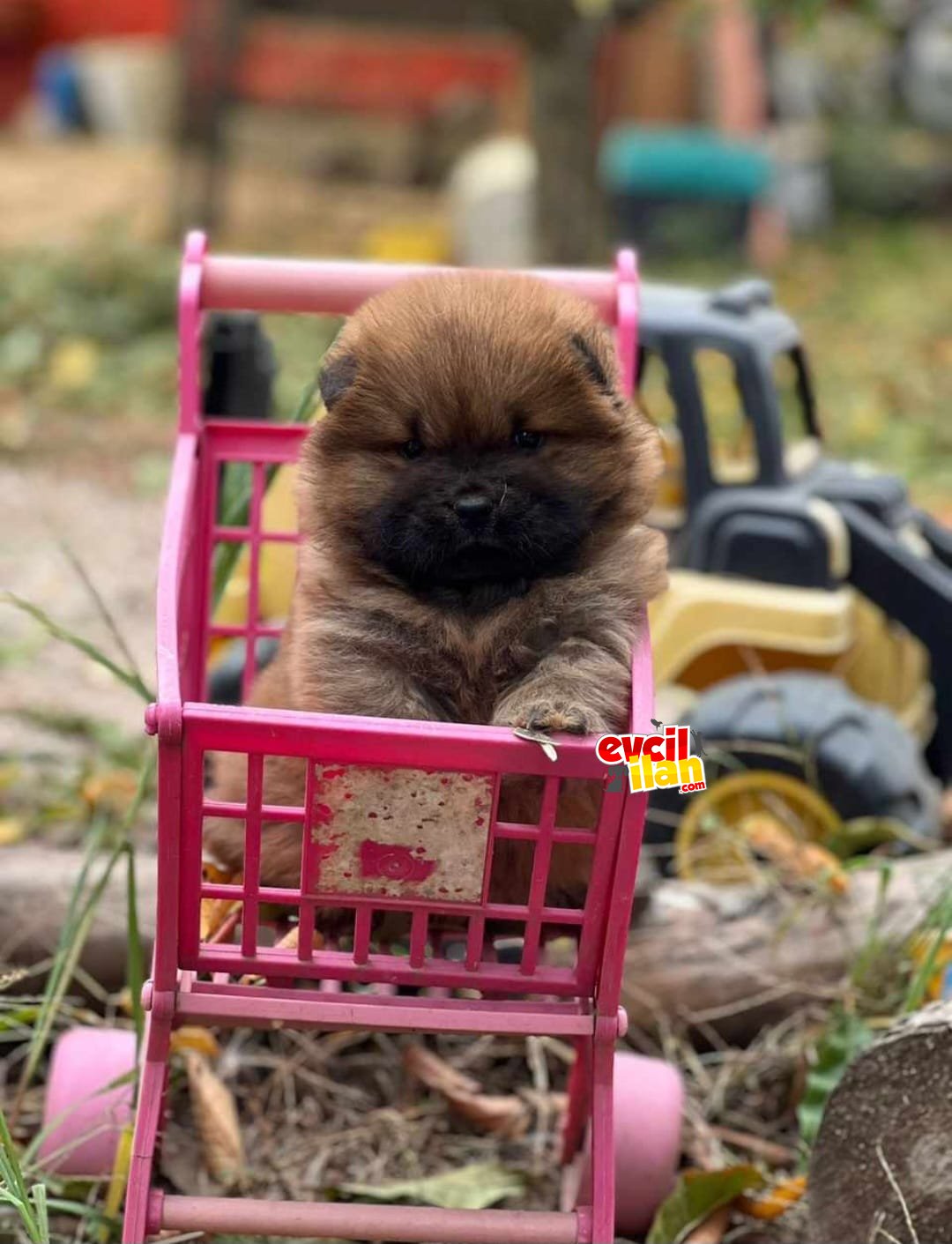 CHOW CHOW 