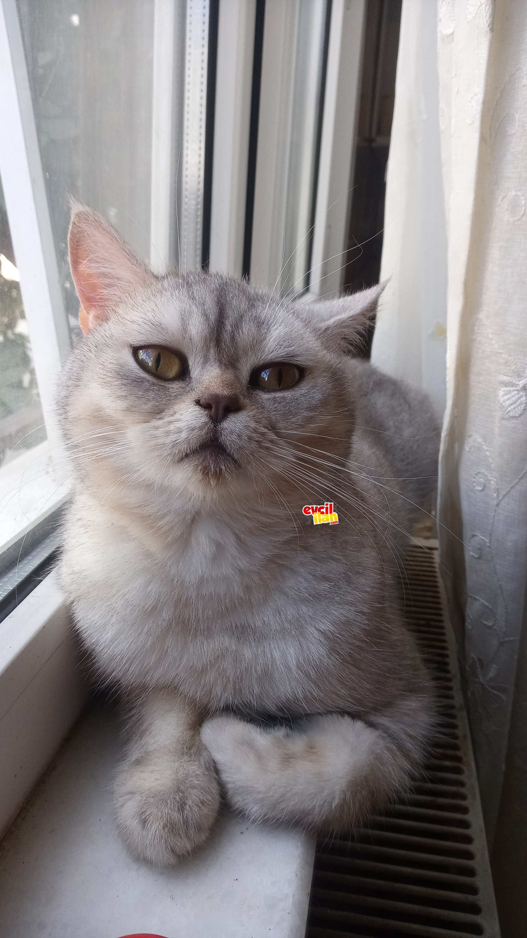 Çifleştirmek yada yavru kedi istiyorum