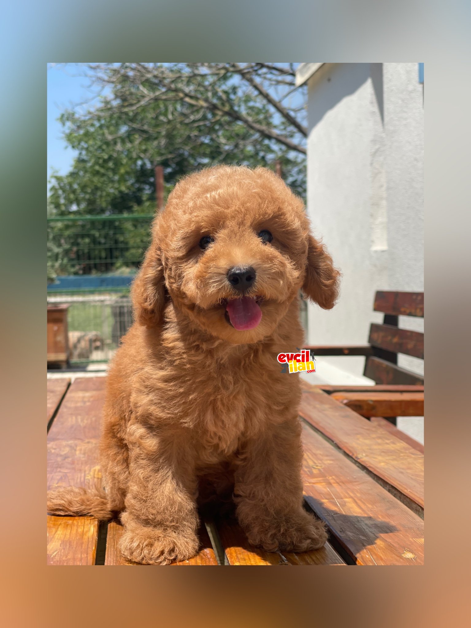 Ciftligimizden Irk Garantili Poodle Bebekler