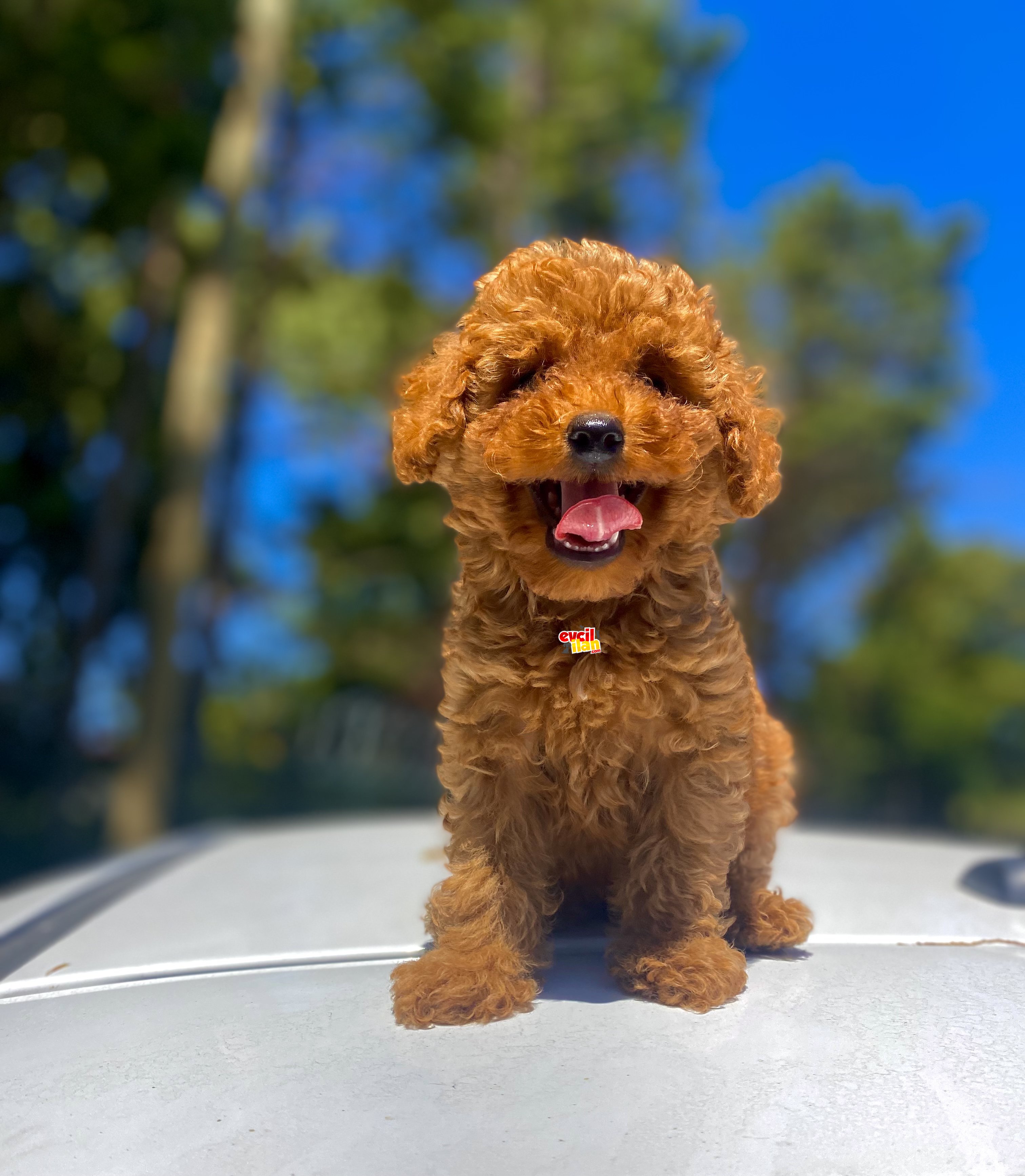 ÇİFTLİĞİMİZDEN POODLE BEBEKLER