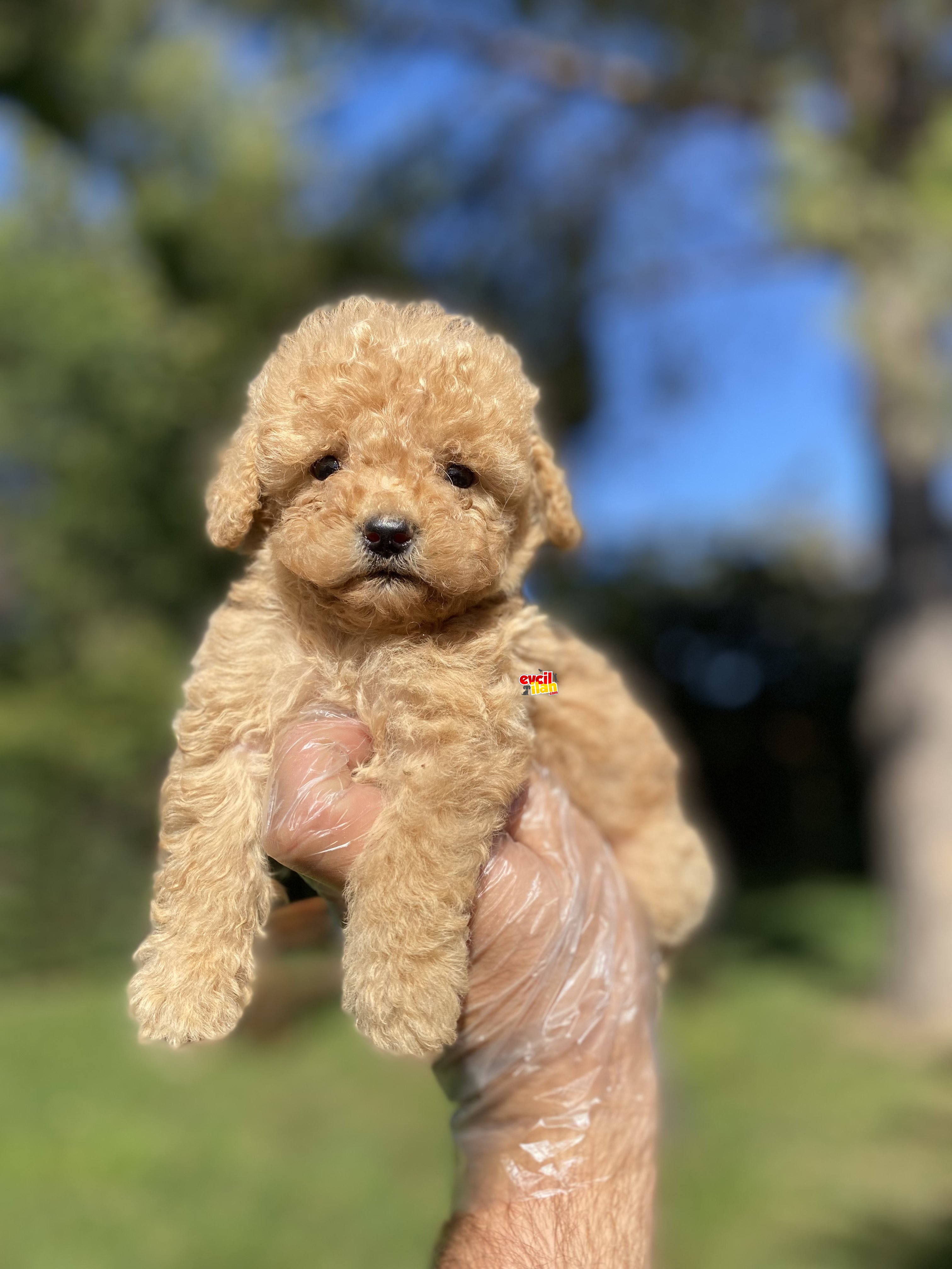 ÇİFTLİĞİMİZDEN POODLE YAVRULAR 