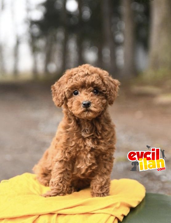 ÇİFTLİĞİMİZDEN RED POODLE AŞILI BEBEKLER