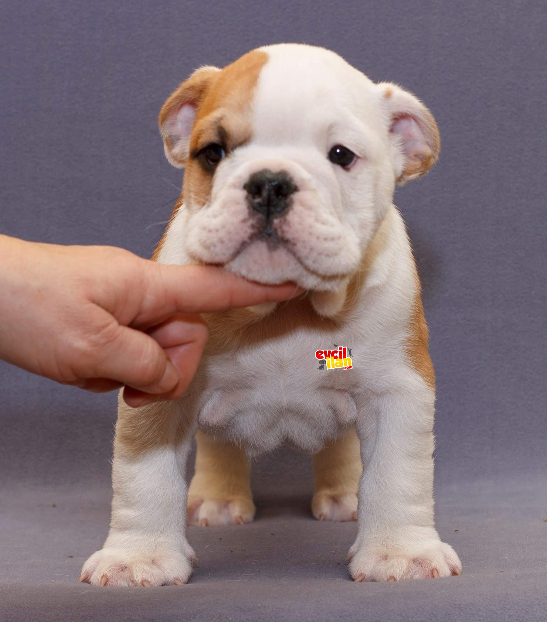 ÇİFTLİKDEN İNGİLİZ BULLDOG YAVRULAR 